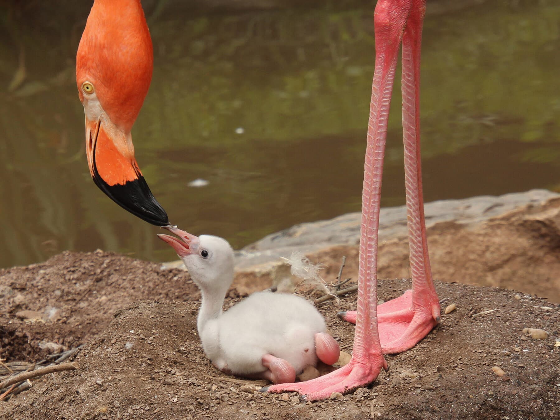 Adult flamingo feeding baby