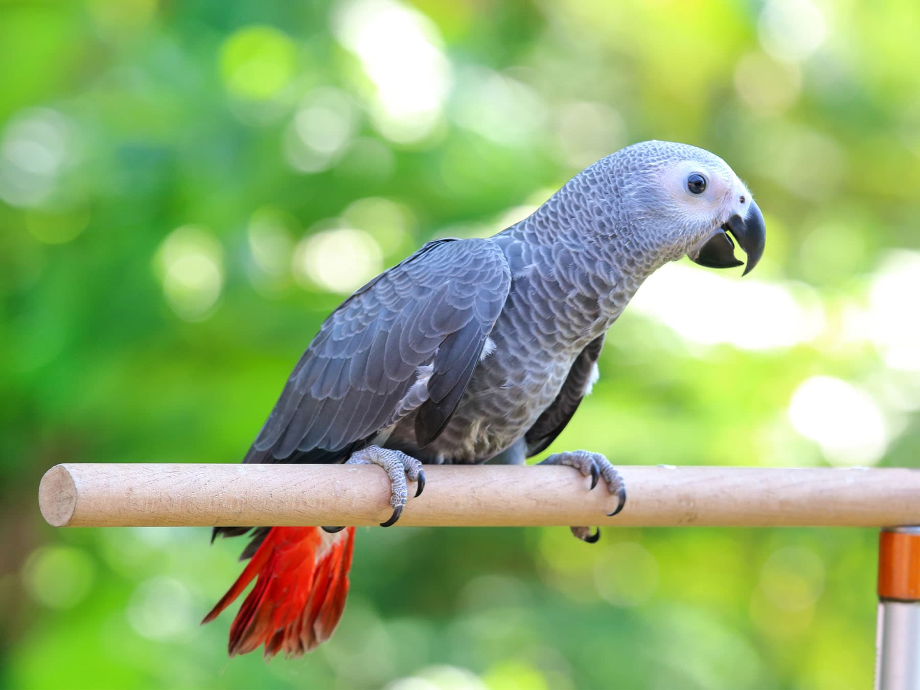African gray parrot perched on wooden rod