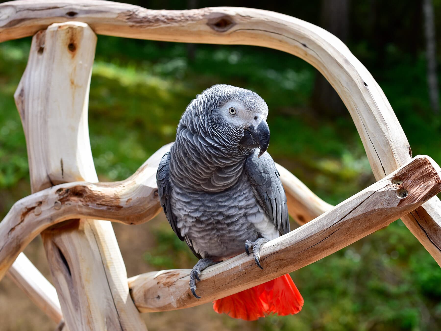 African grey parrot perched
