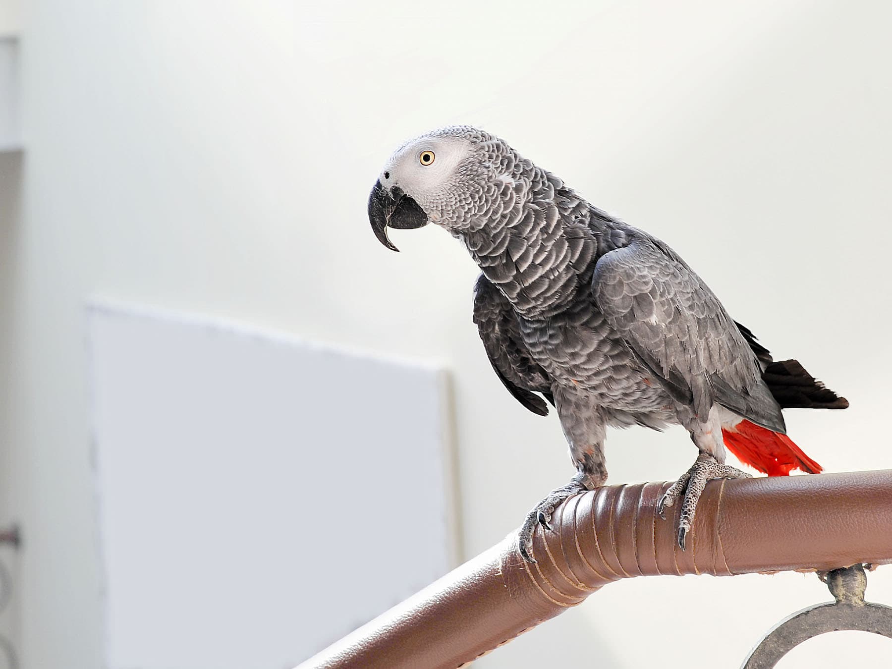 African grey parrot perching on bar
