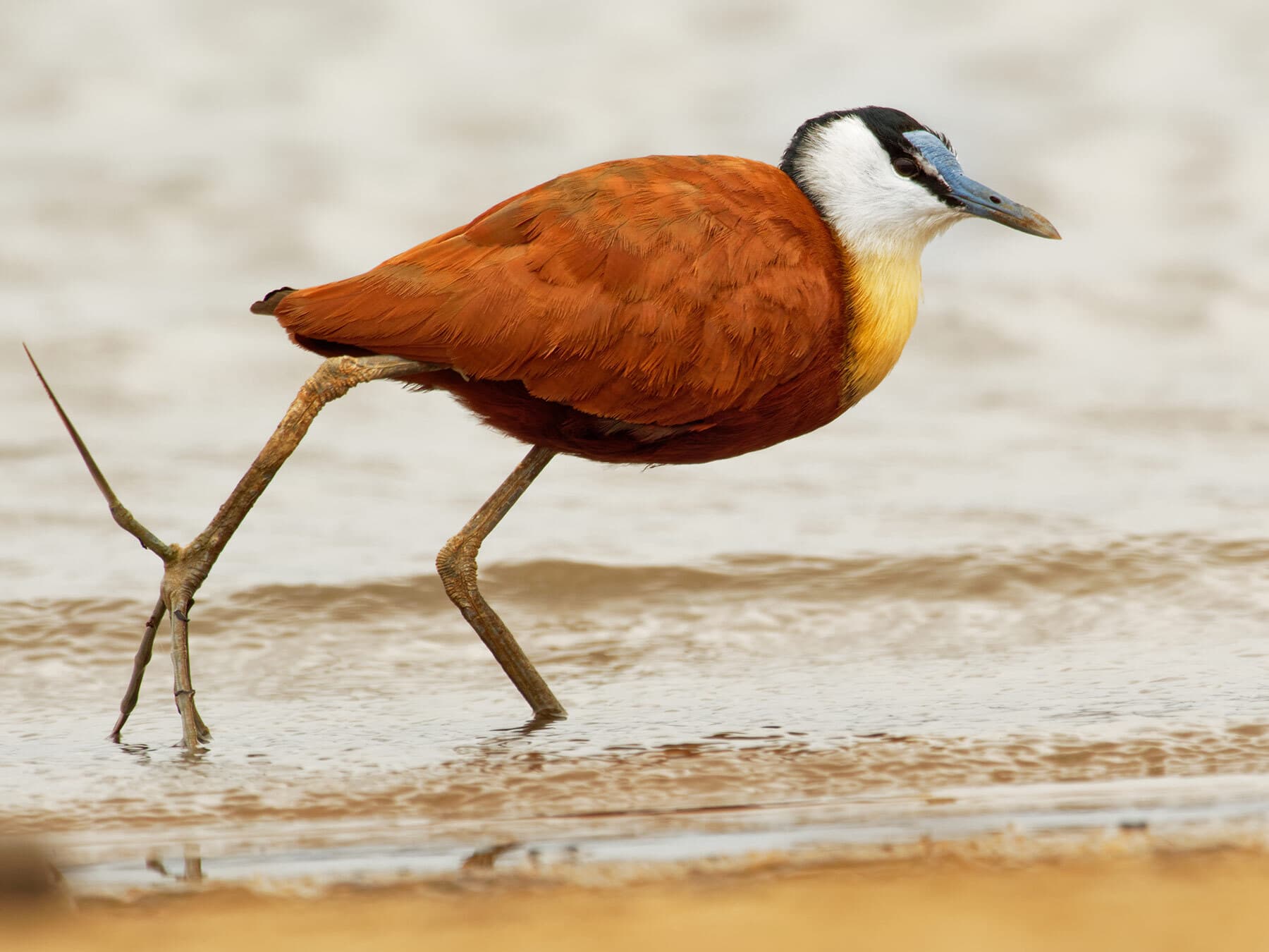 Close up an African Jacana