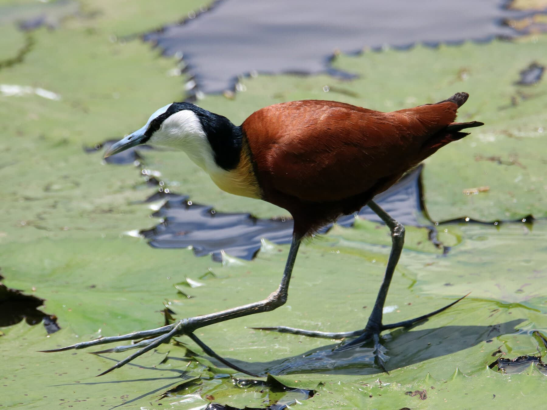 African Jacana walking on water lilies