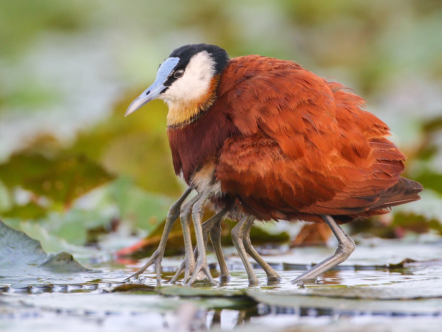 African Jacana protecting chicks by carrying them under the wing