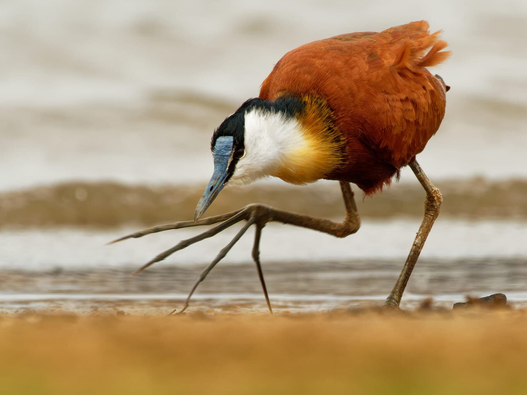 African Jacana