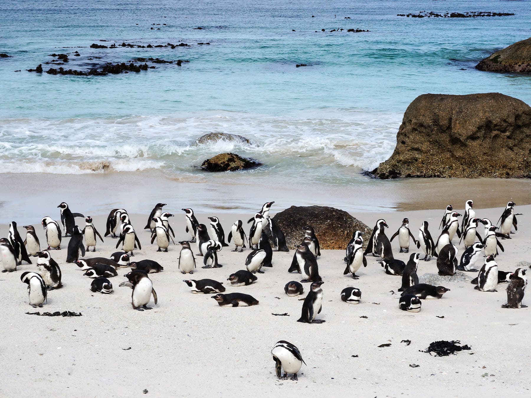 African penguin colony on boulders beach