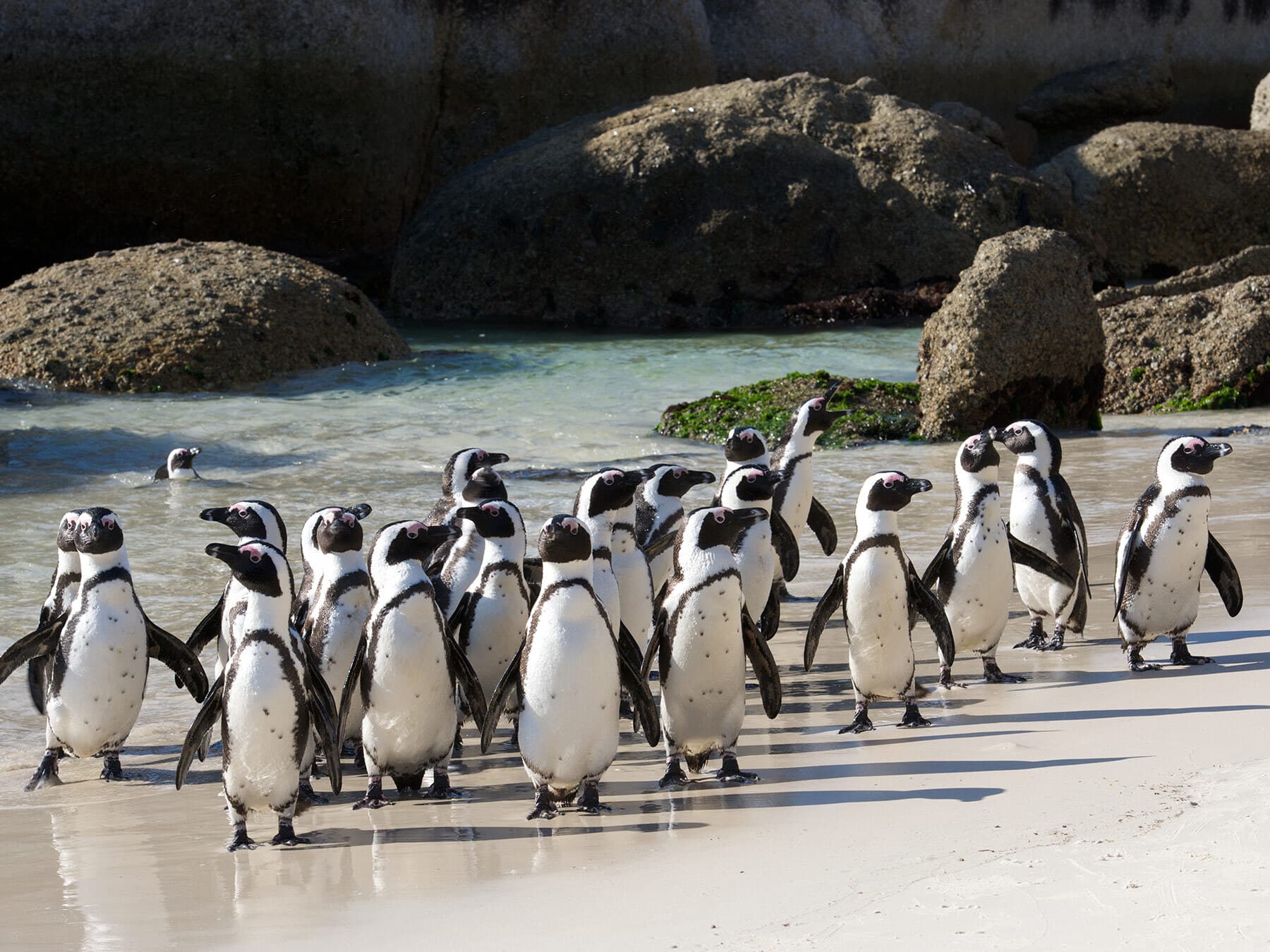 African penguin flock