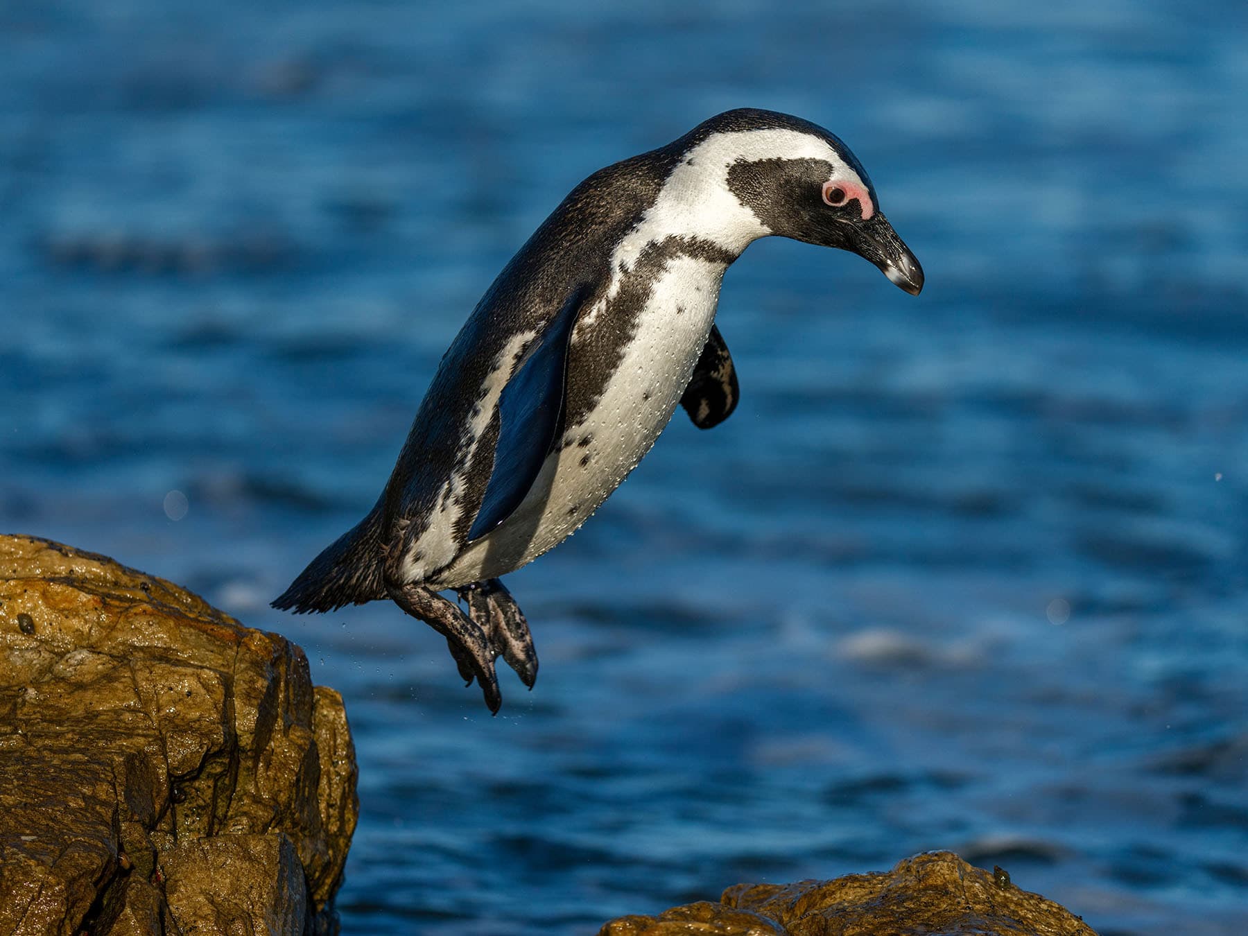 African Penguin jumping from rock to rock