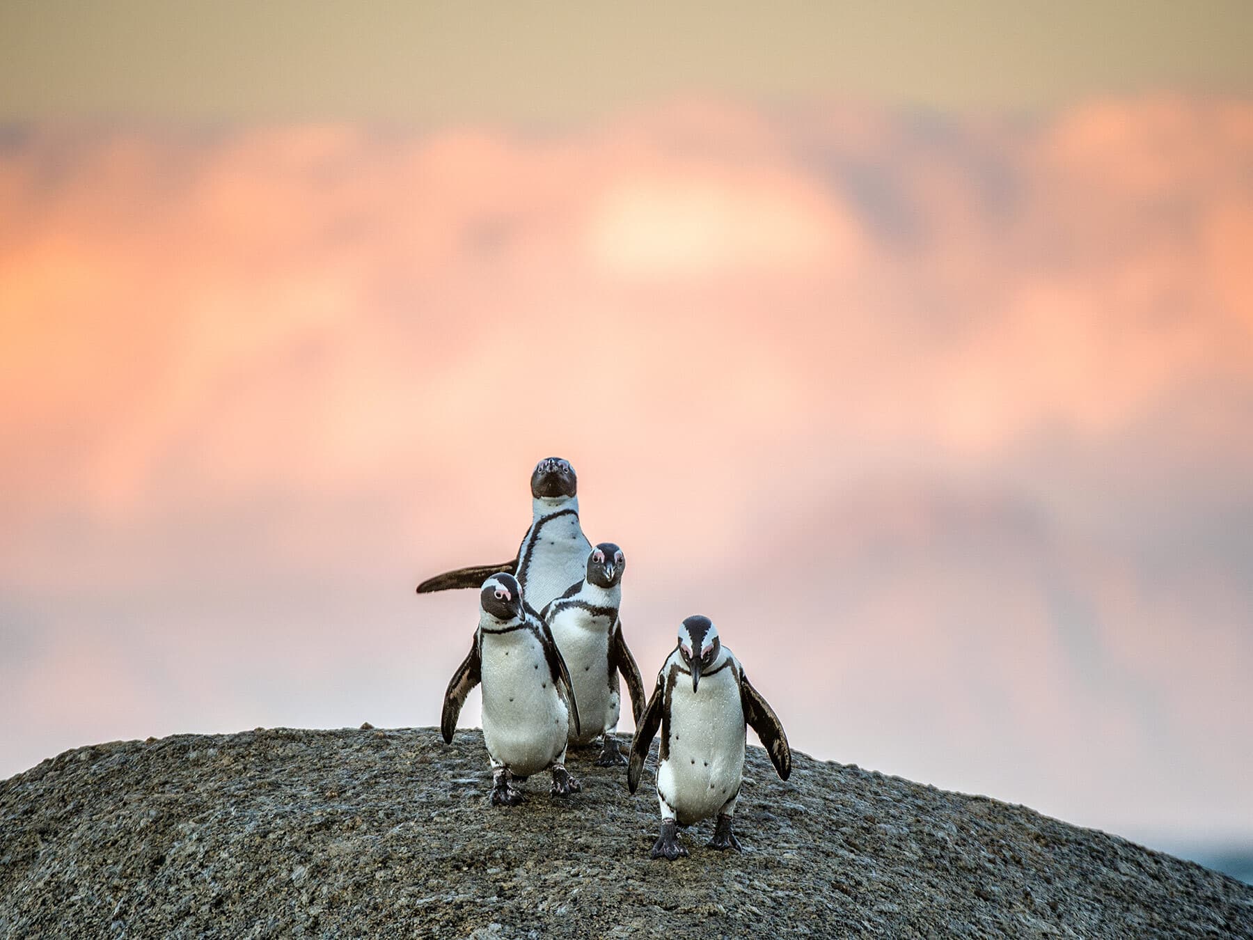 African penguin lifespan