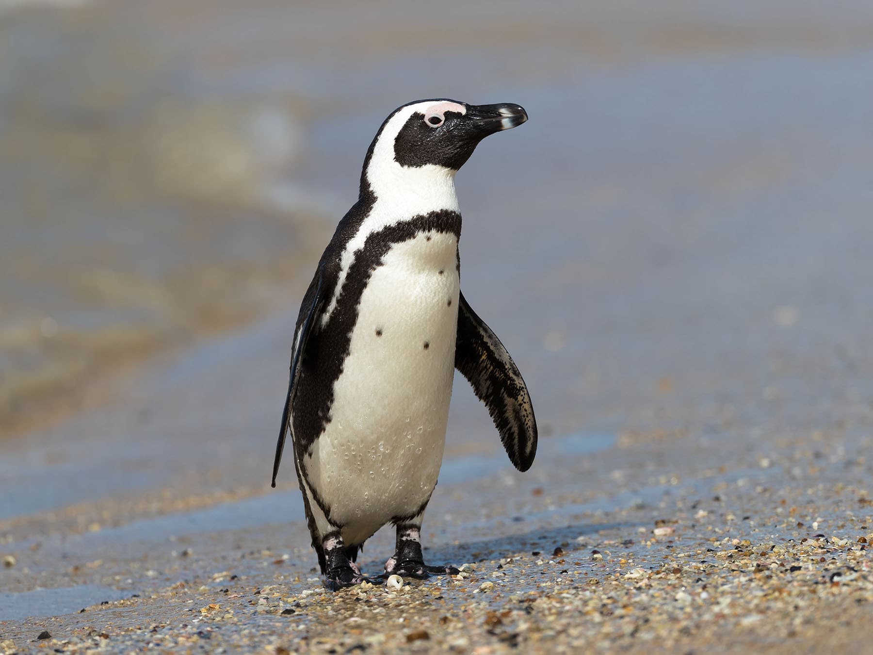 African Penguin