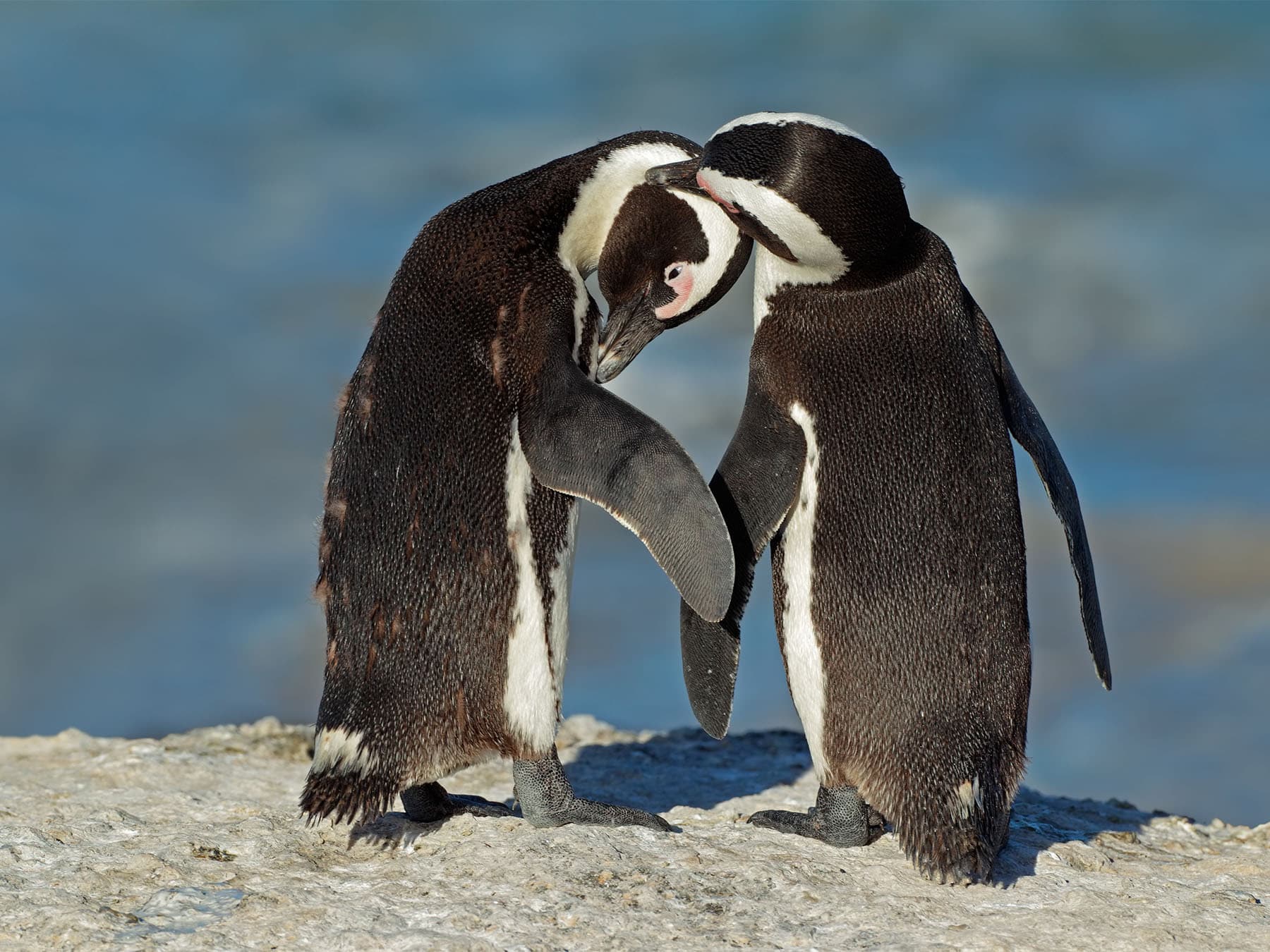 African penguins allopreening