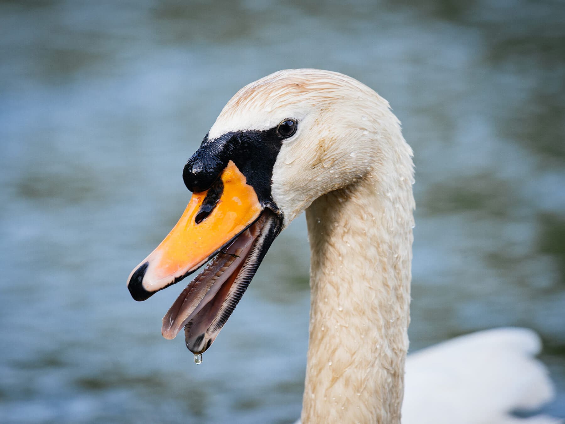 Aggressive swan