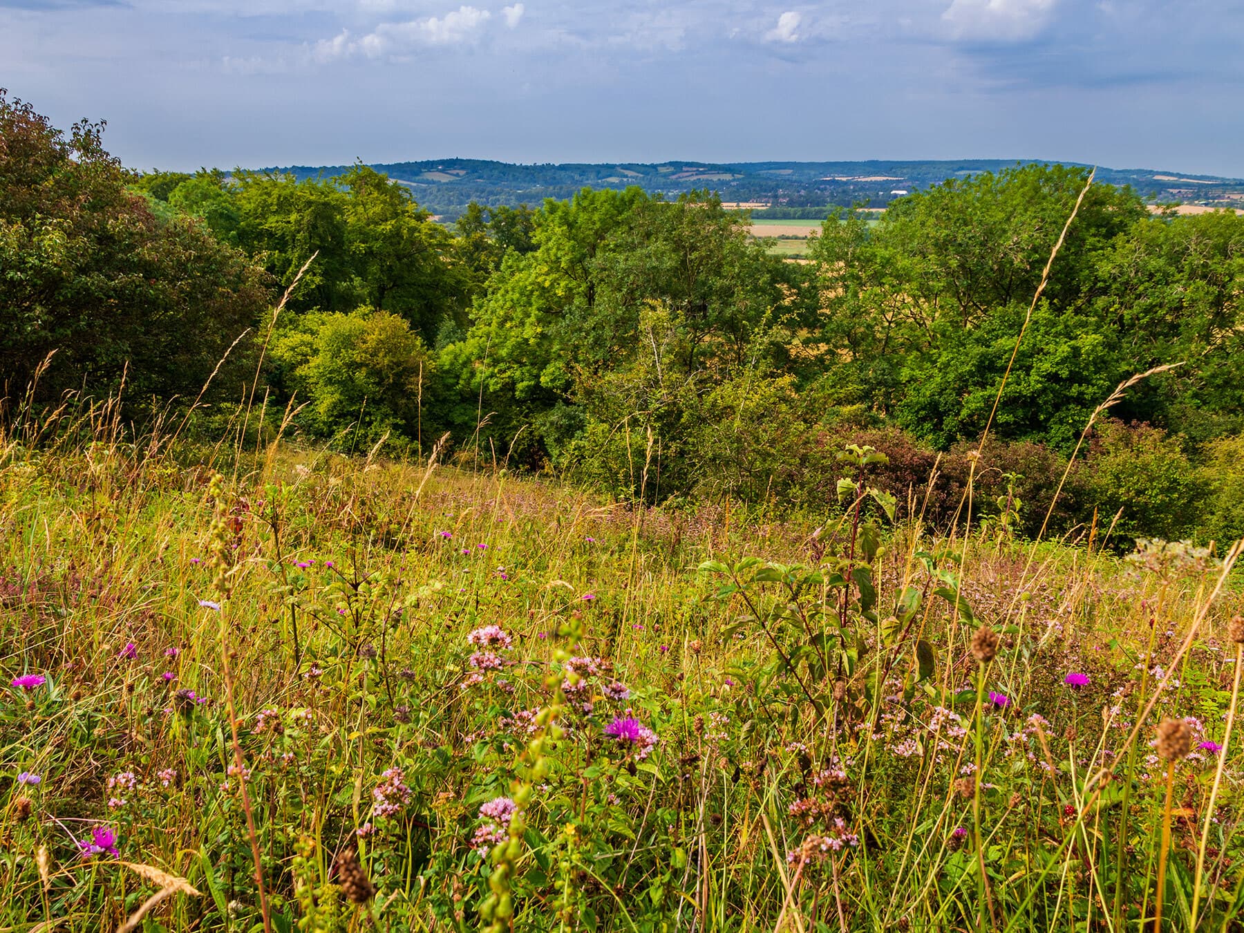 Aldbury Nowers Nature Reserve