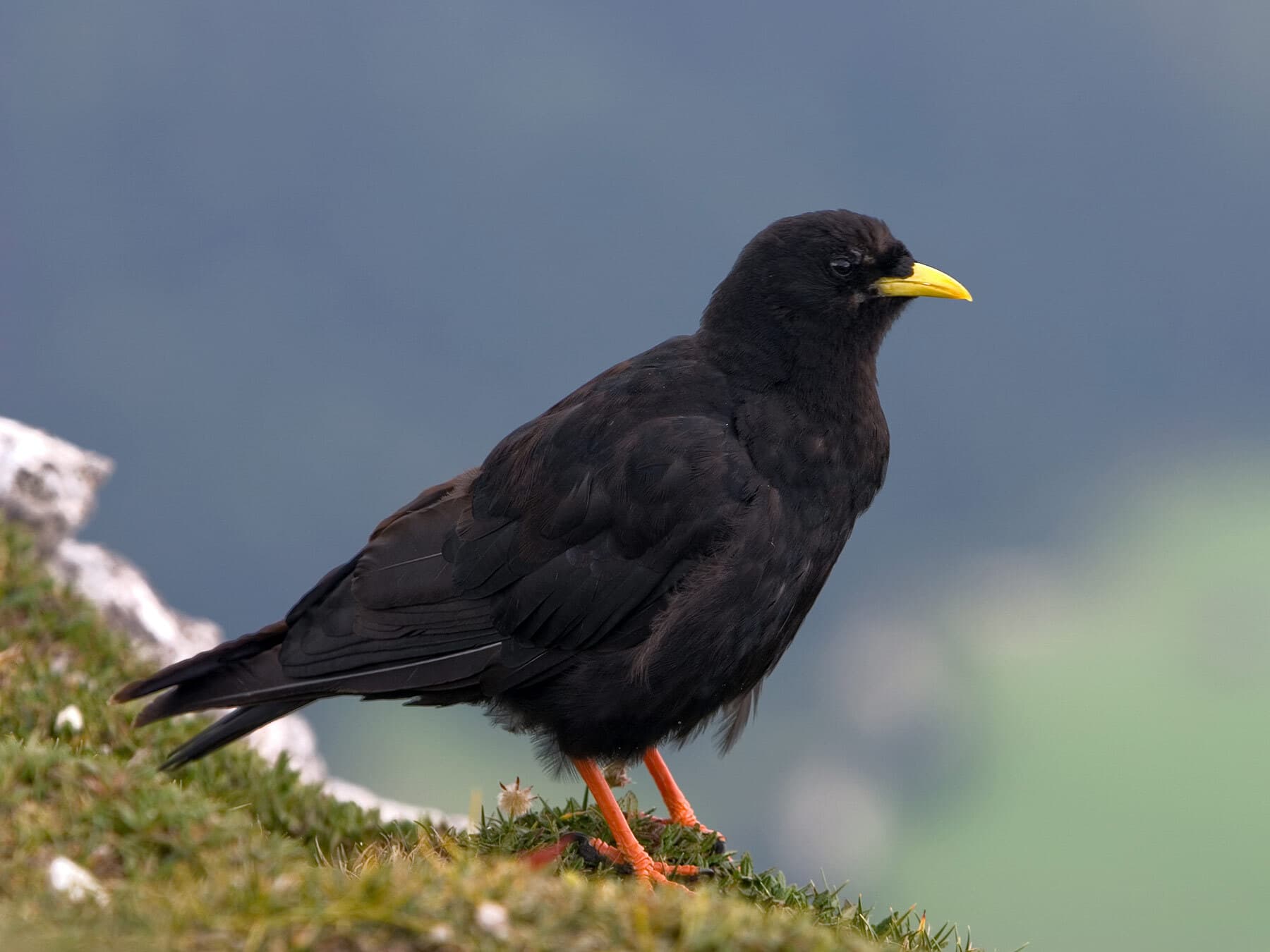 Close up of an Alpine Chough