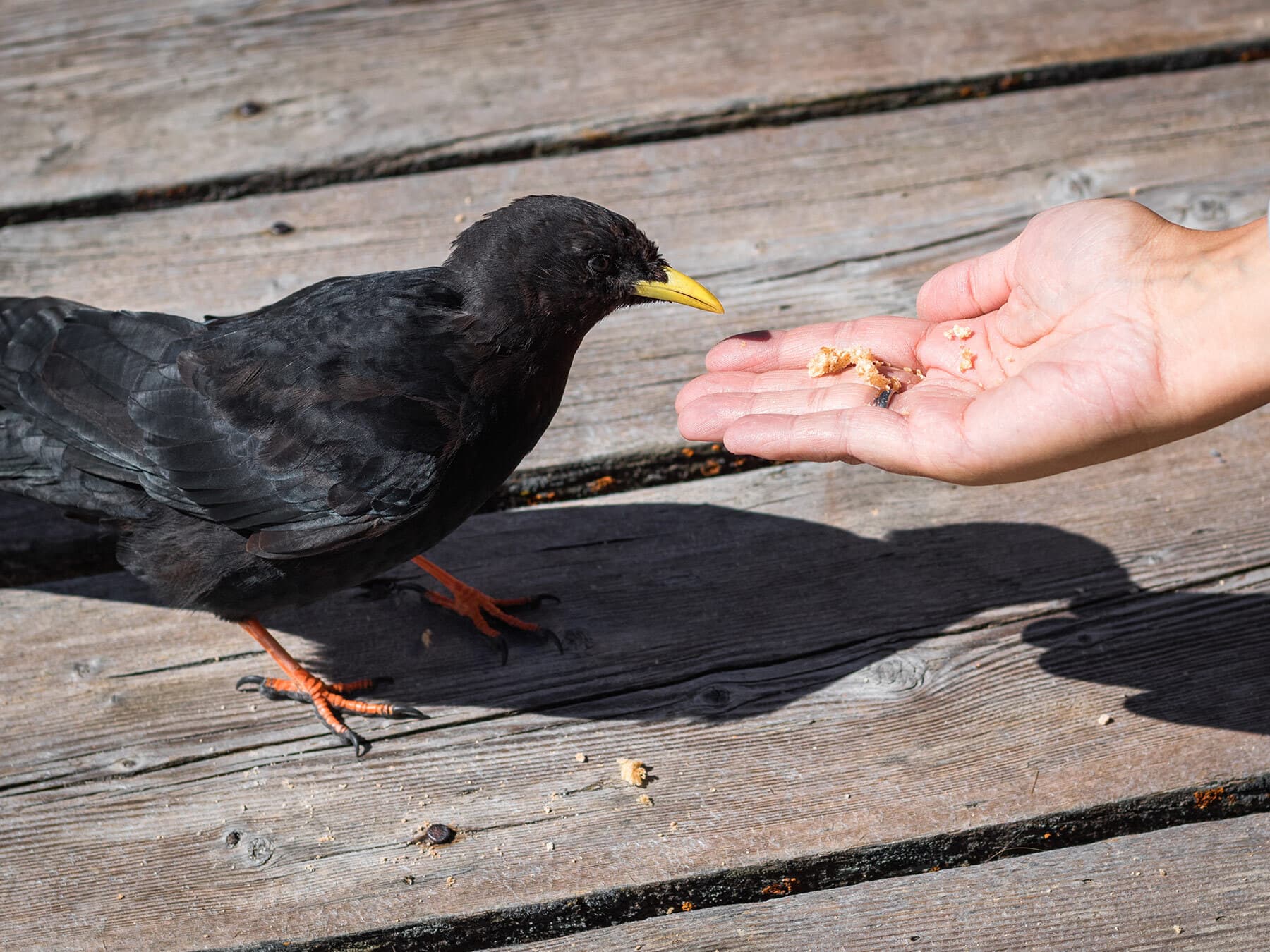 Alpine Chough taking food from human hands