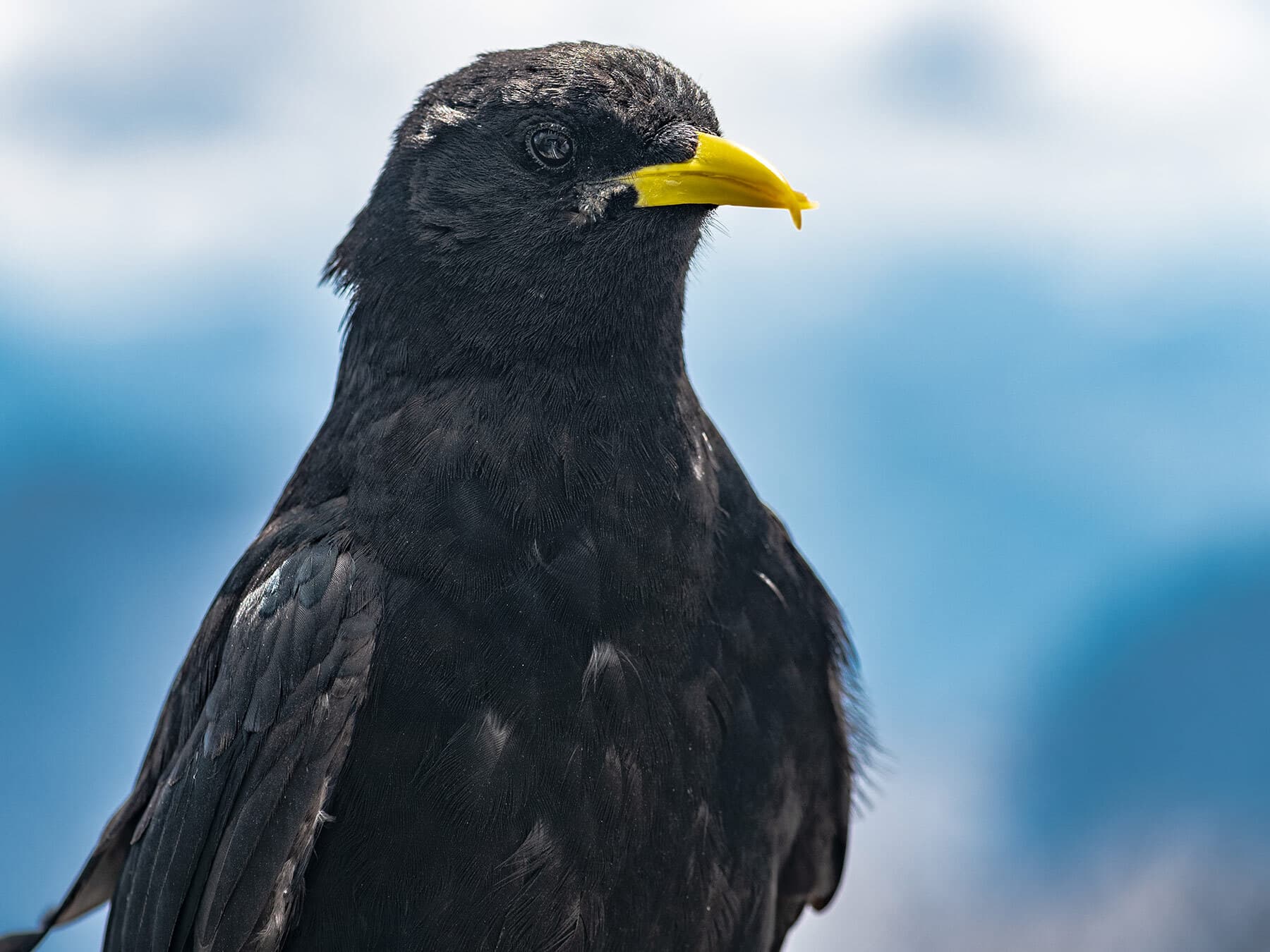 Alpine Chough
