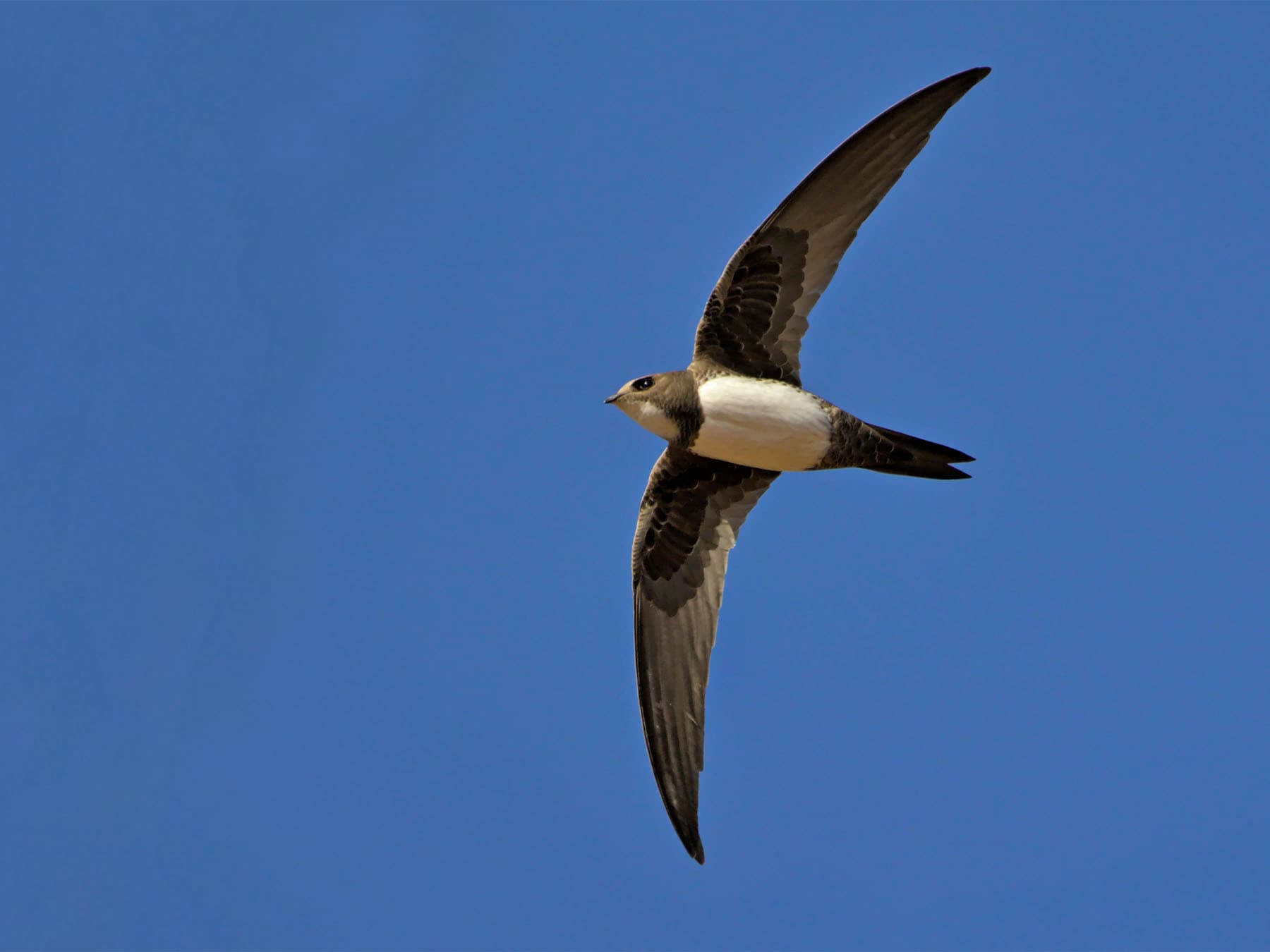 Alpine swift in flight blue skies