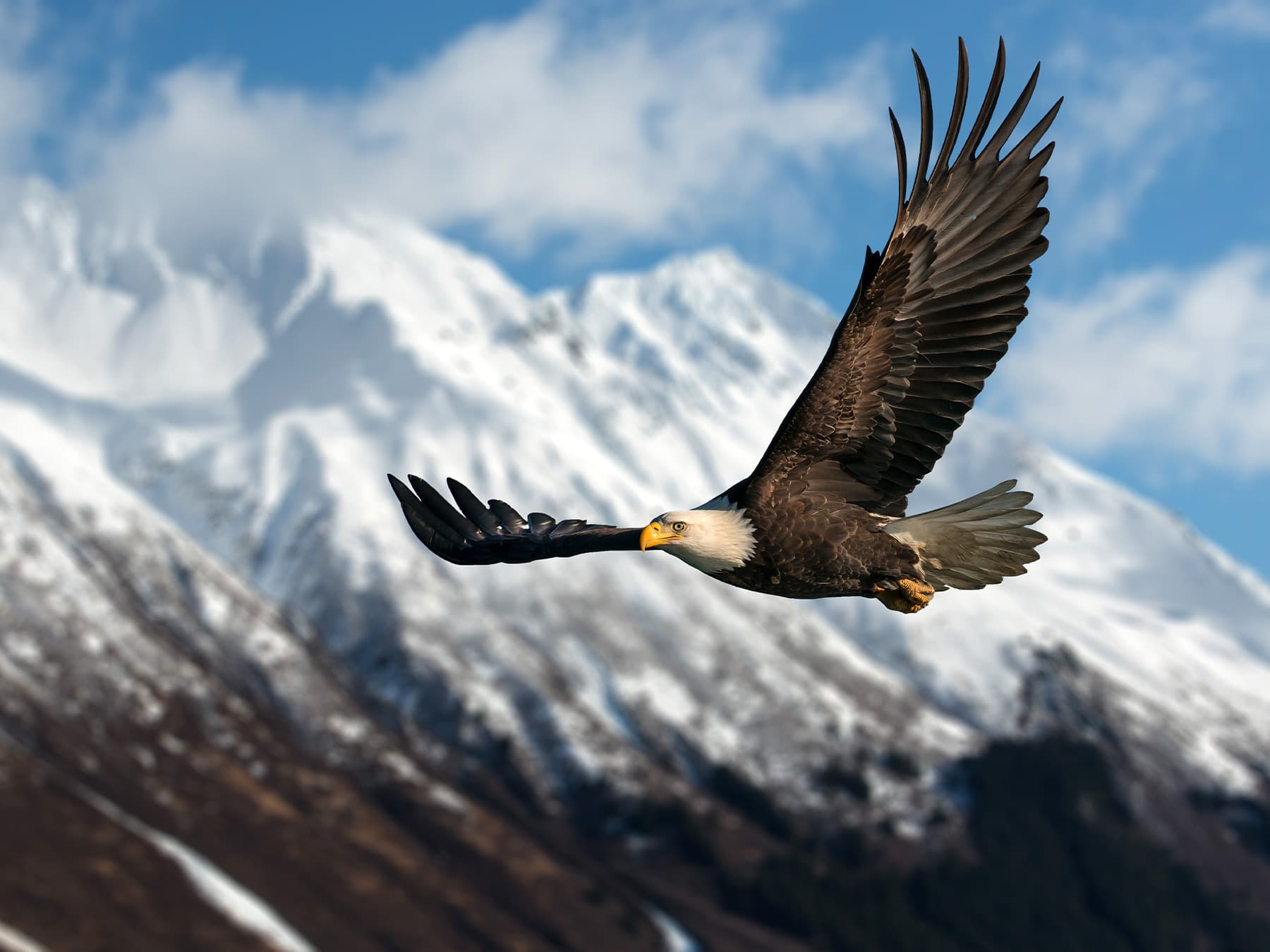 American bald eagle in flight over mountains