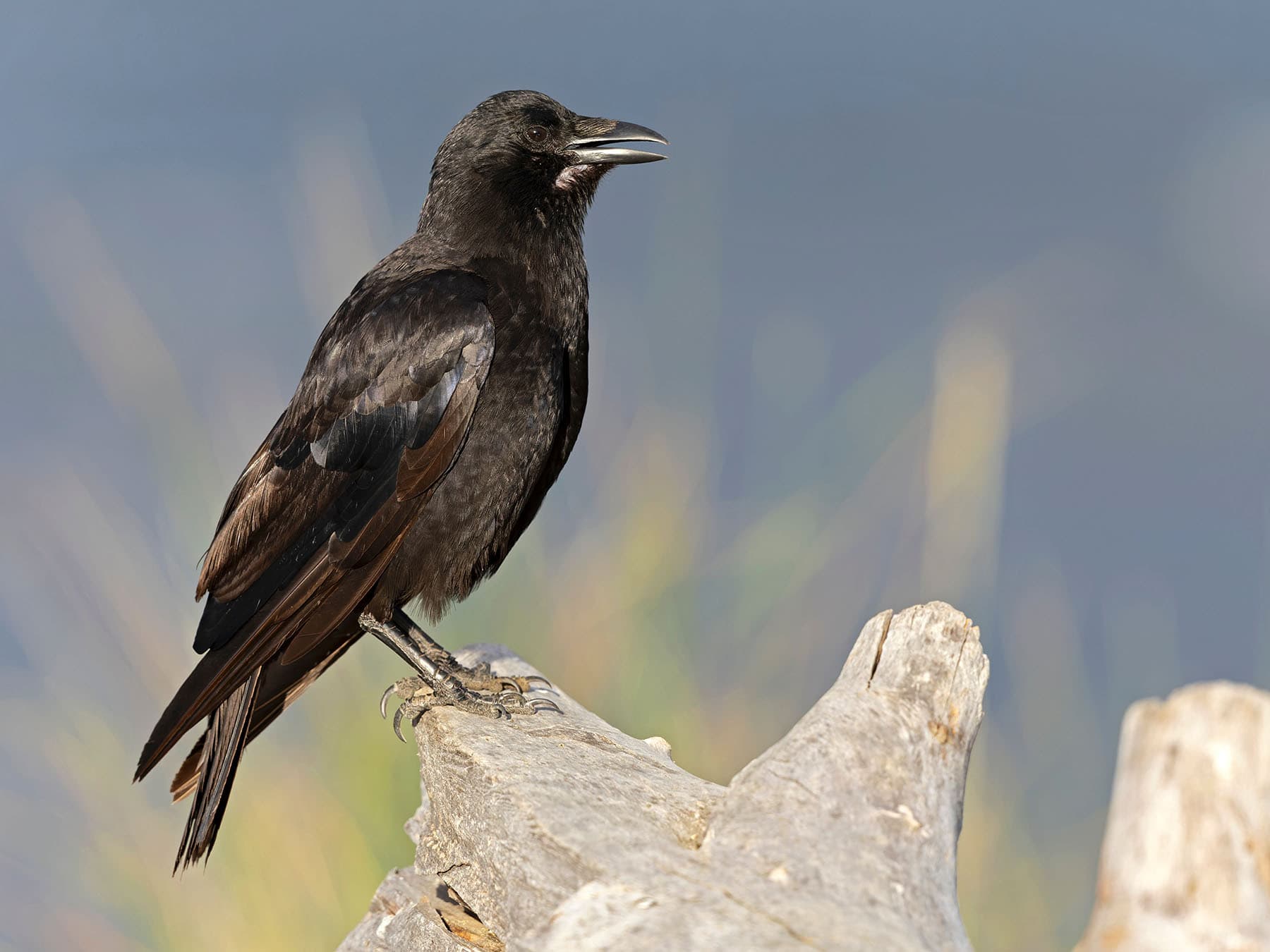 An American Crow calling from an old tree stump