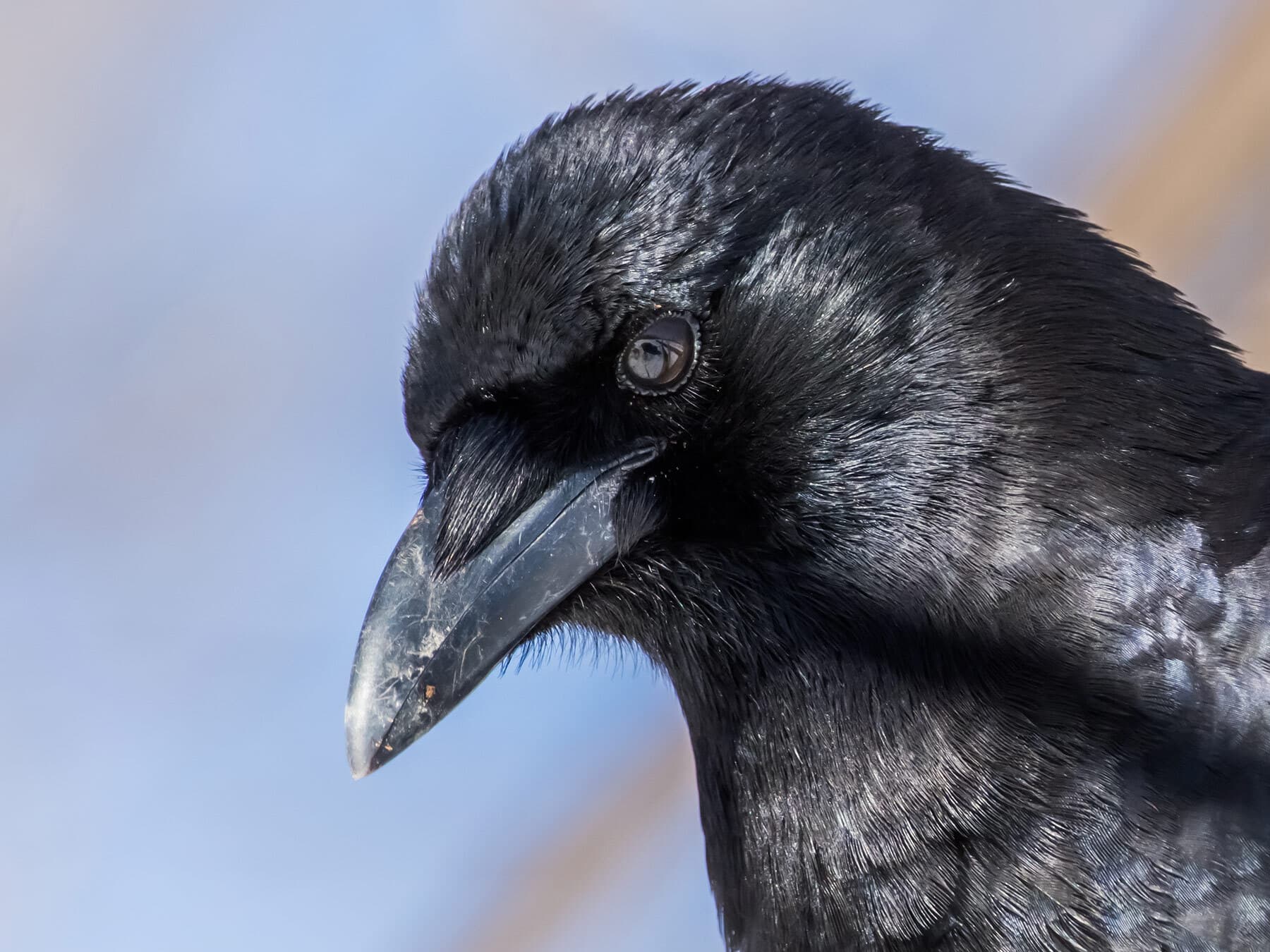 American crow close up