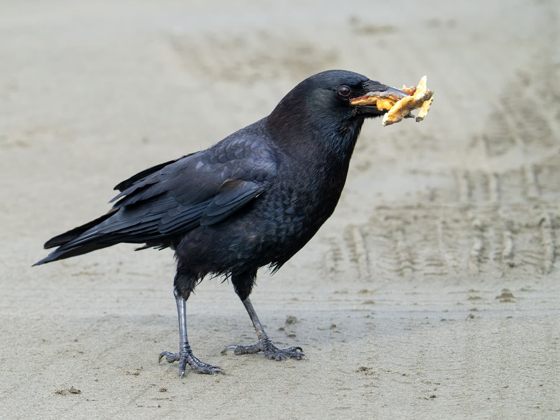 American crow feeding on leftover french fries