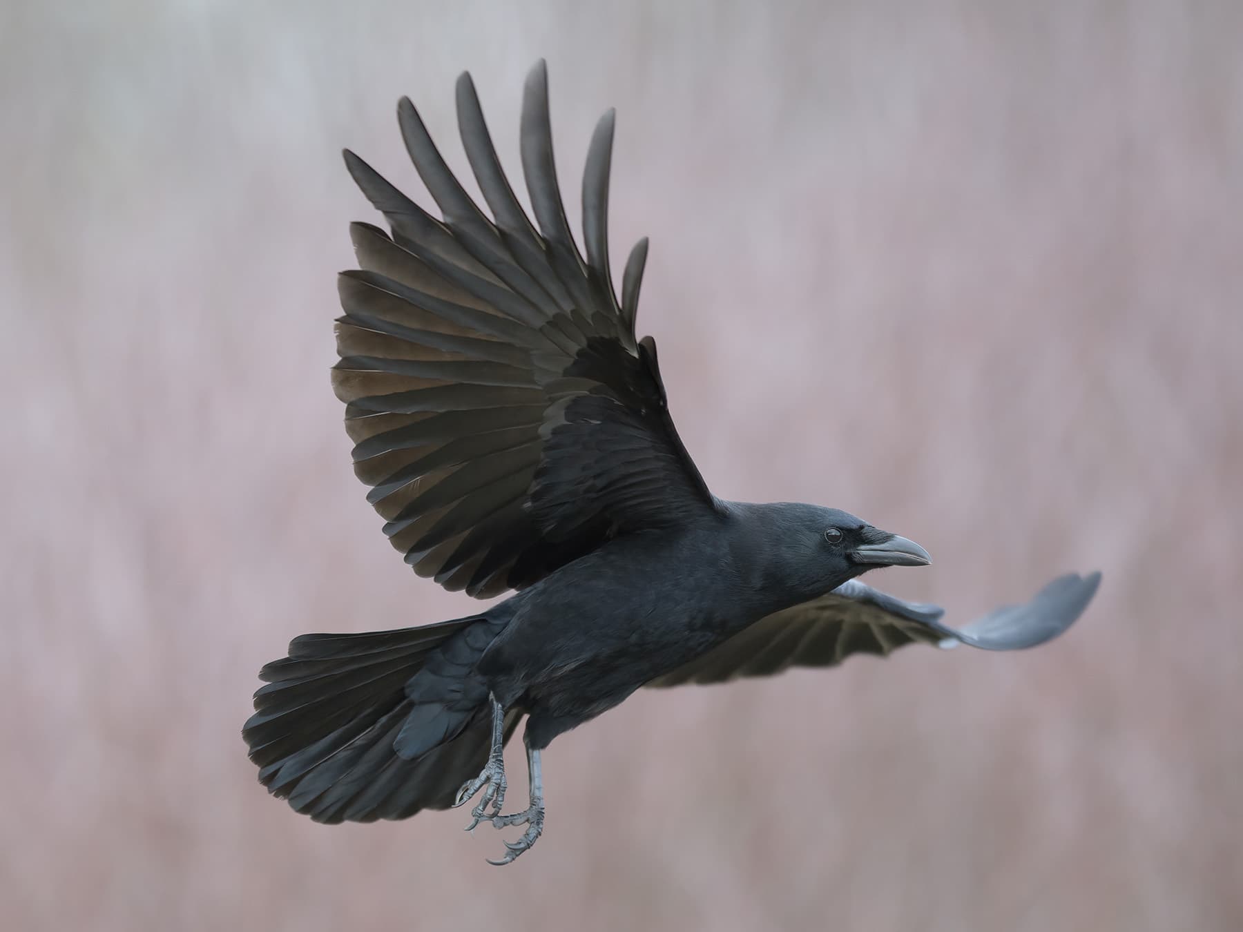 American crow in flight