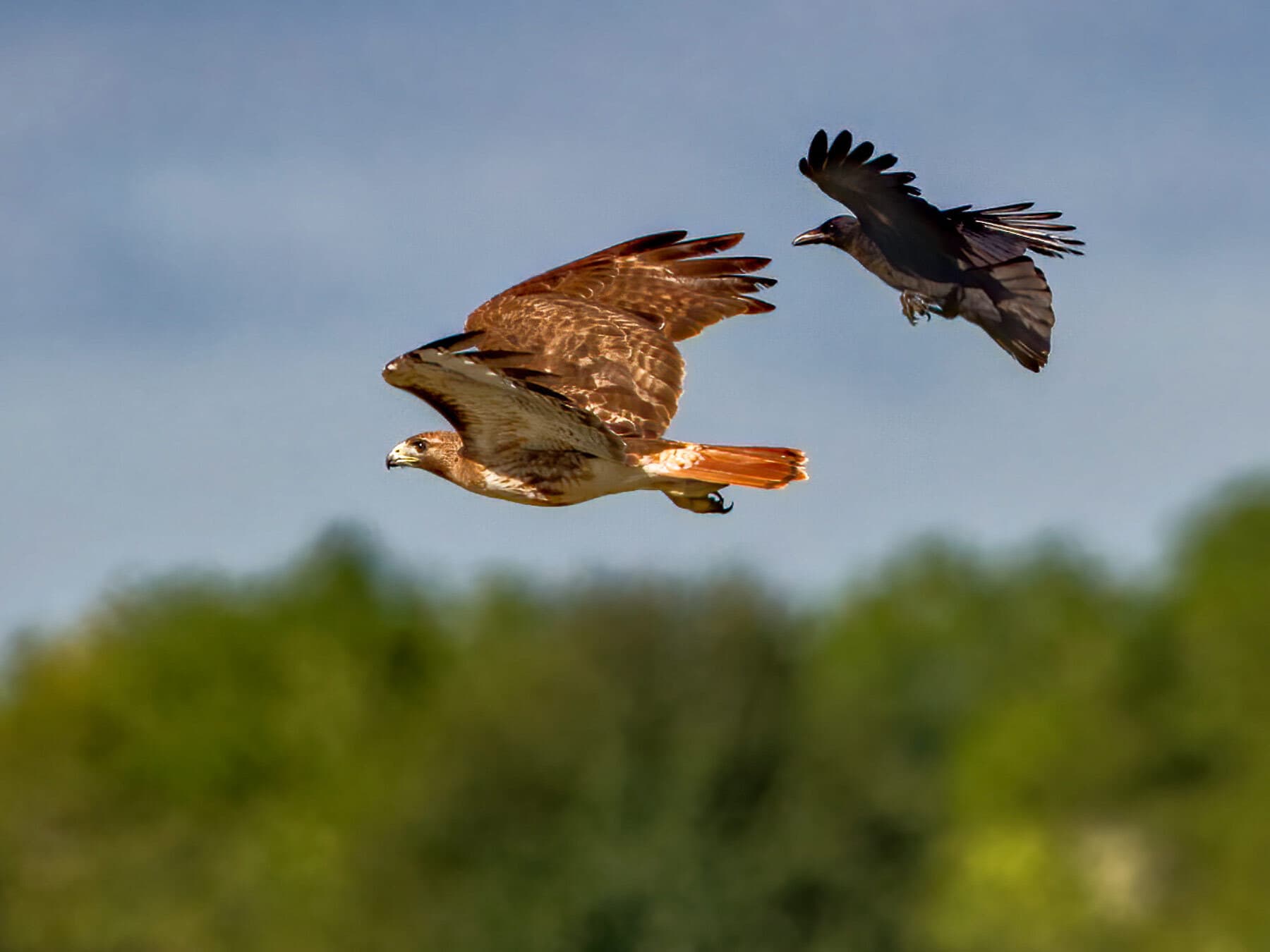 An American Crow chasing a Red-tailed Hawk