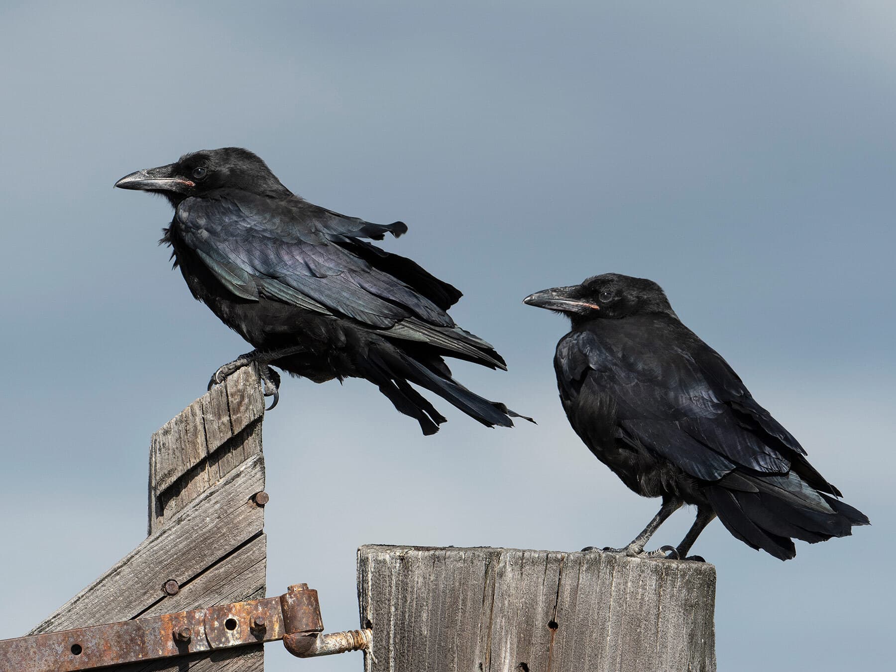 American crow pair