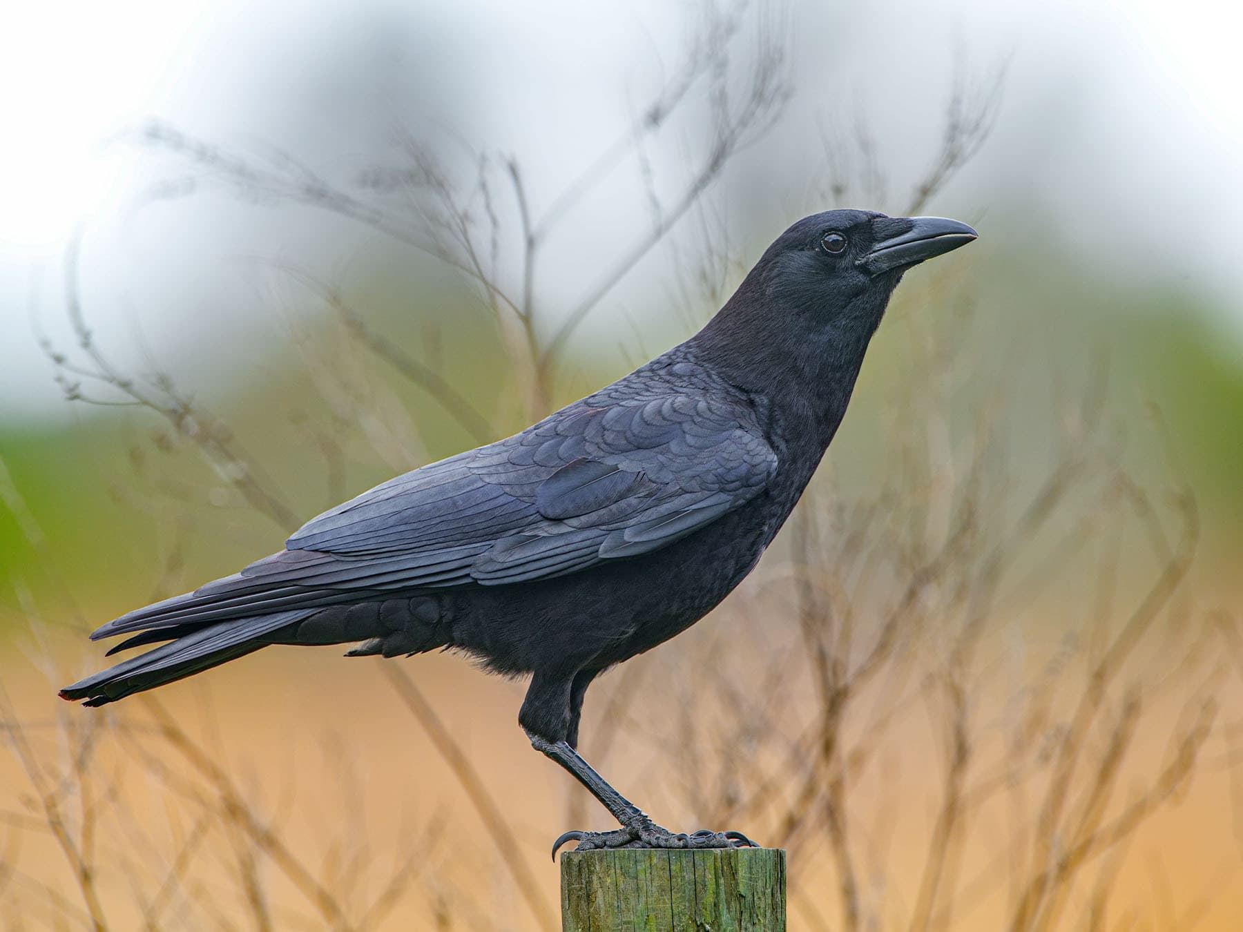 An American Crow on a fence post: all black, with a stout bill