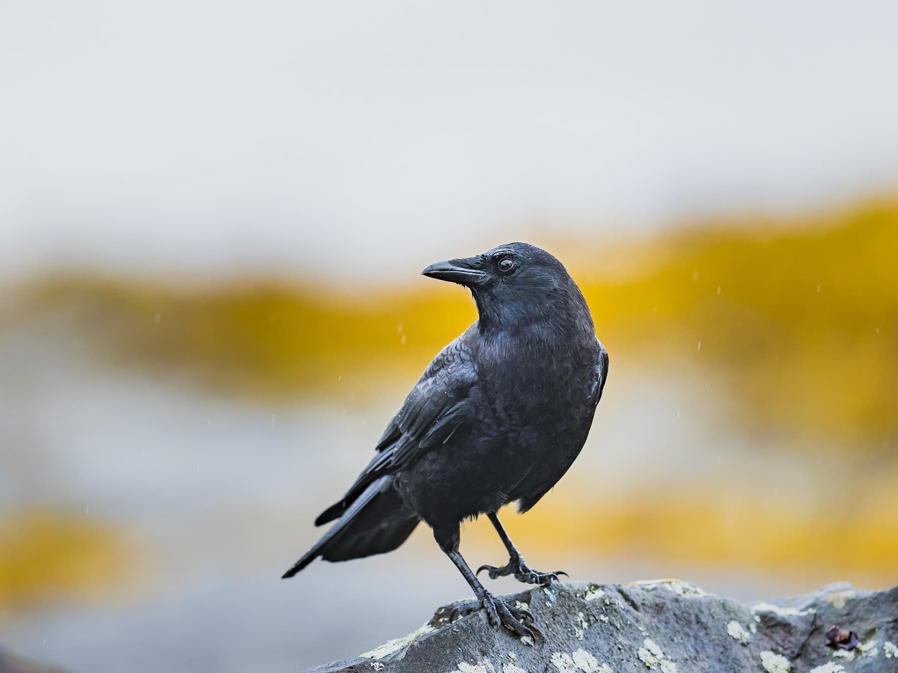 American crow perched