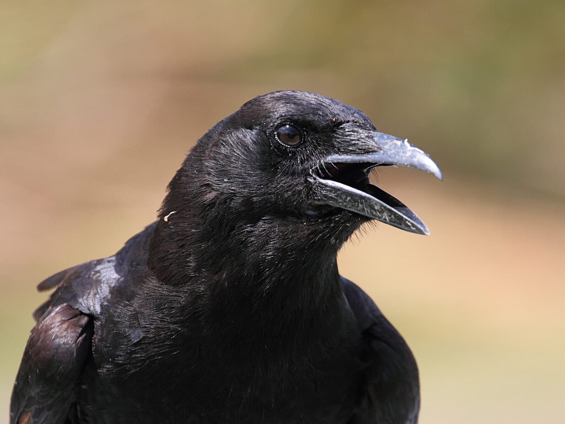 American crow portrait