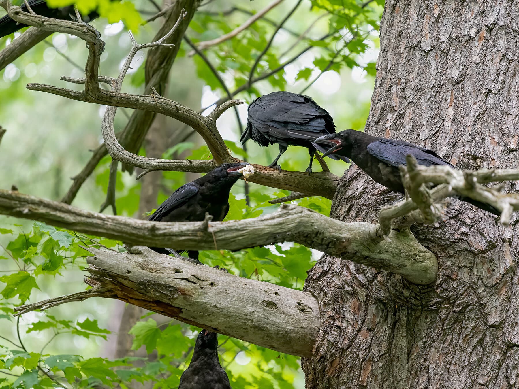 American crow siblings
