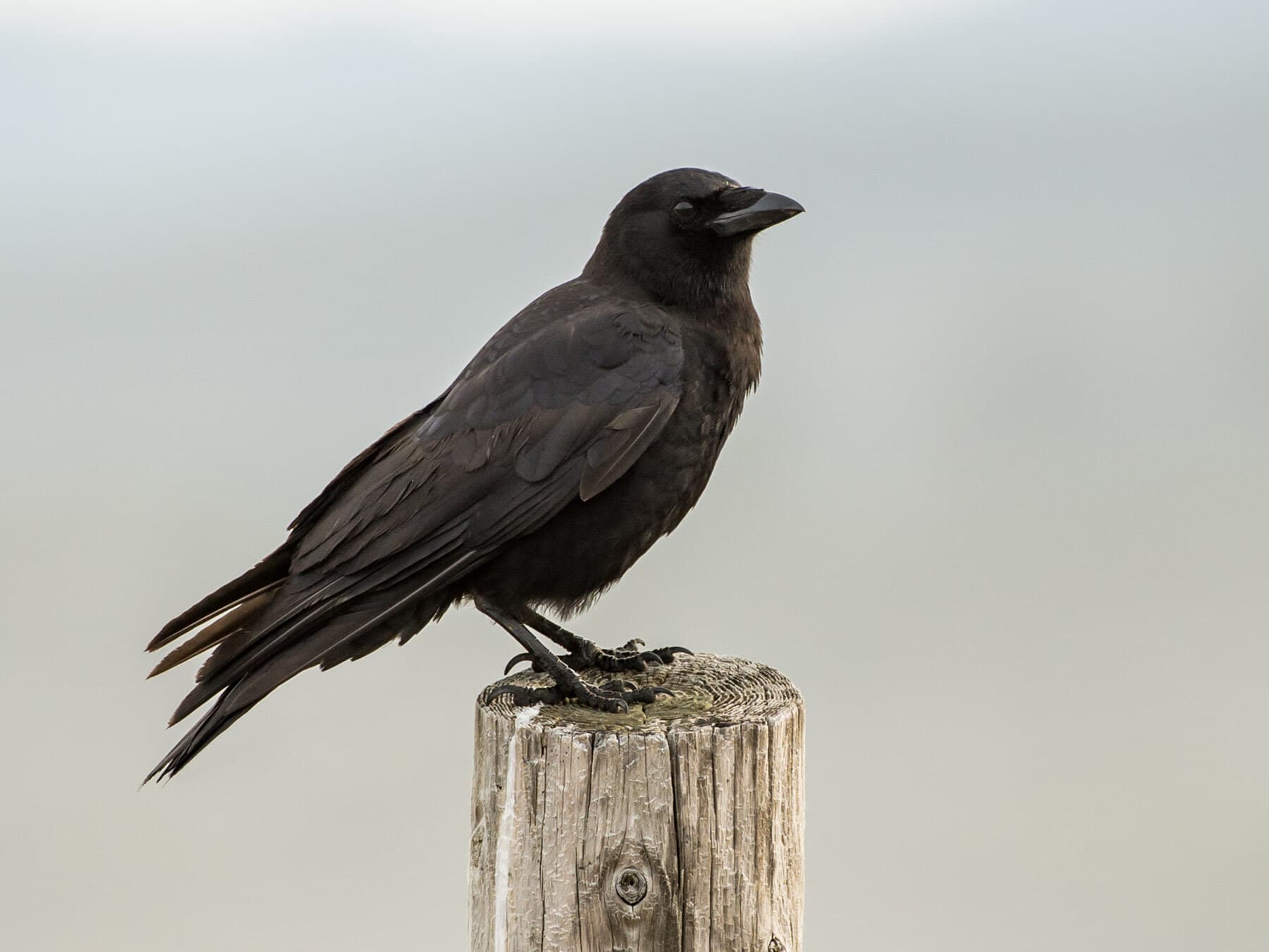 Crow (american crow shown)