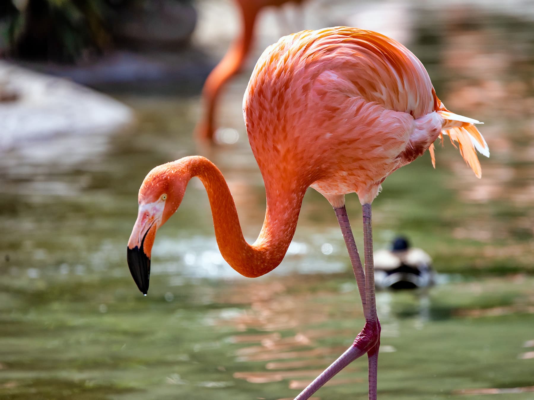 American flamingo feeding in pond