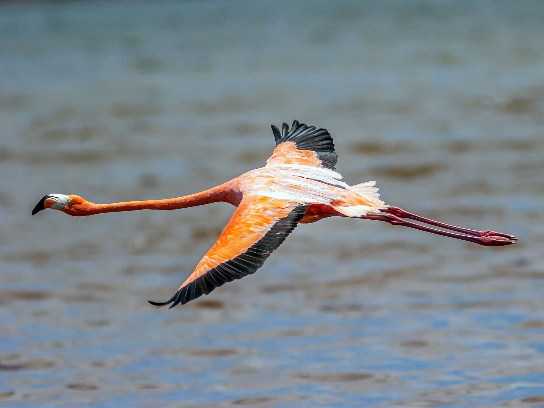 American flamingo in flight over water