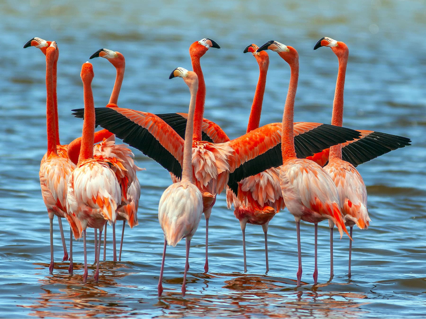 American flamingos in water