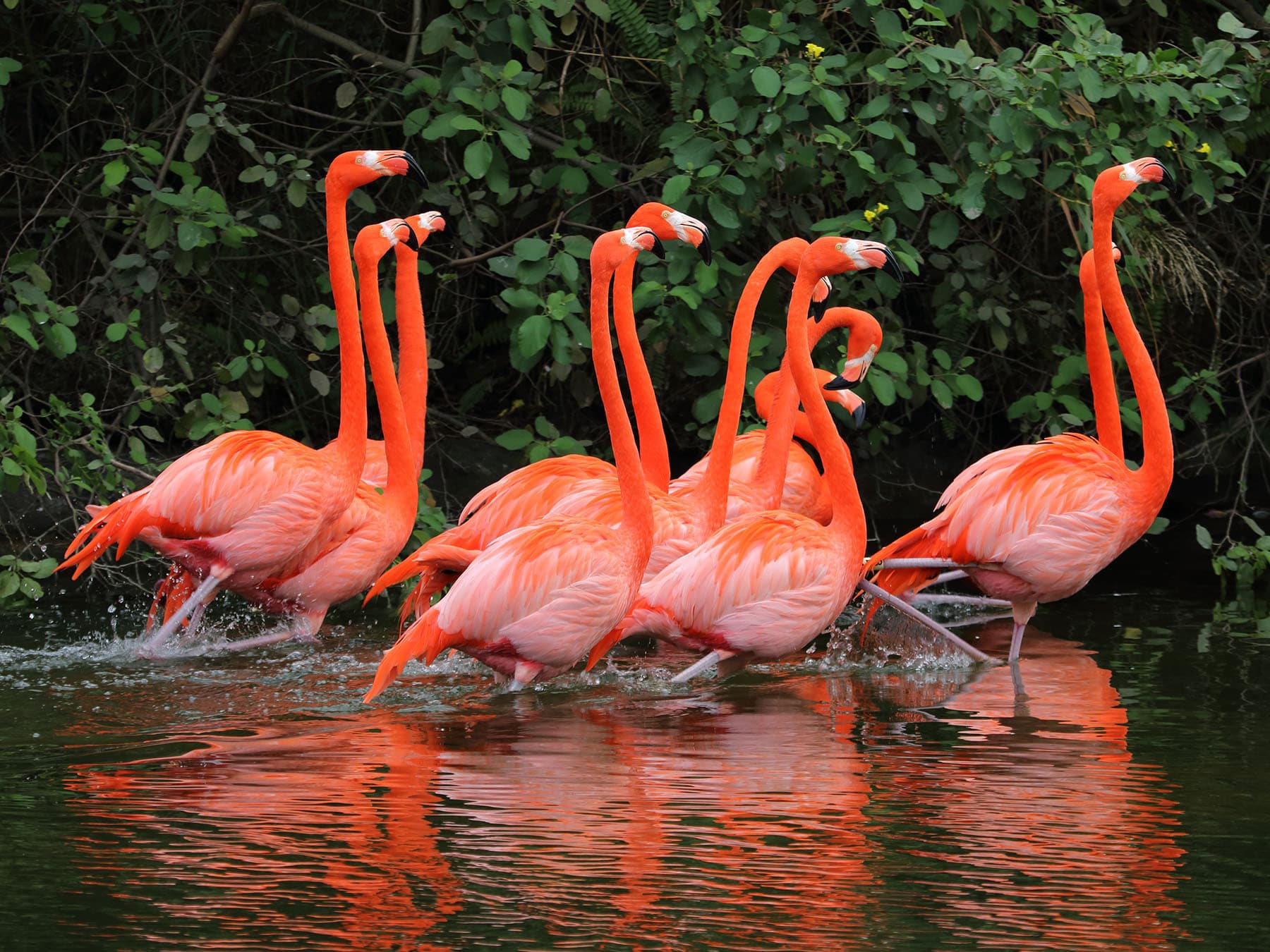 American flamingos