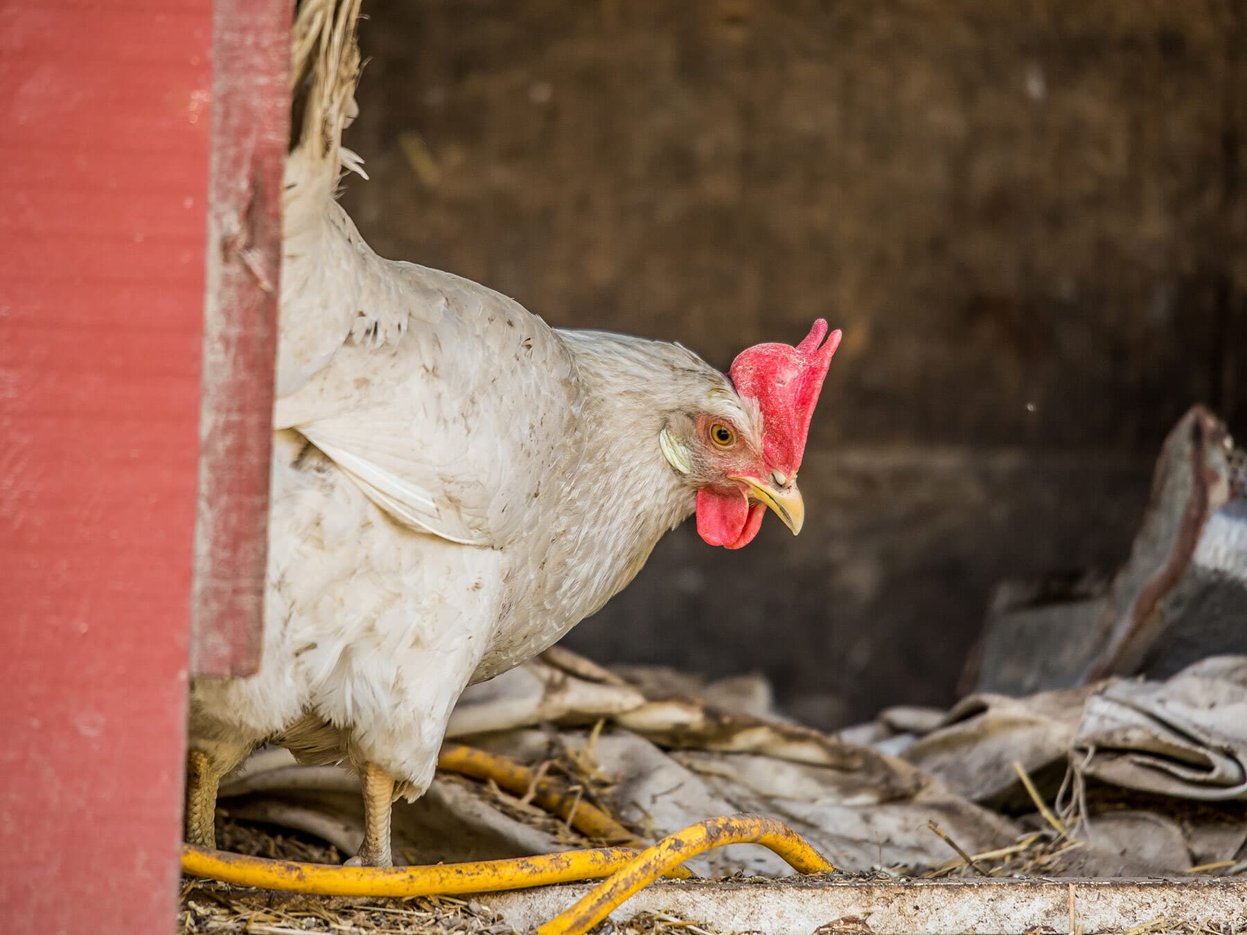 American gamefowl hen