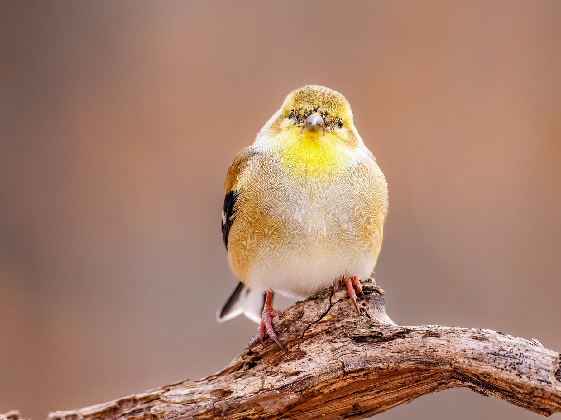 American goldfinch close up