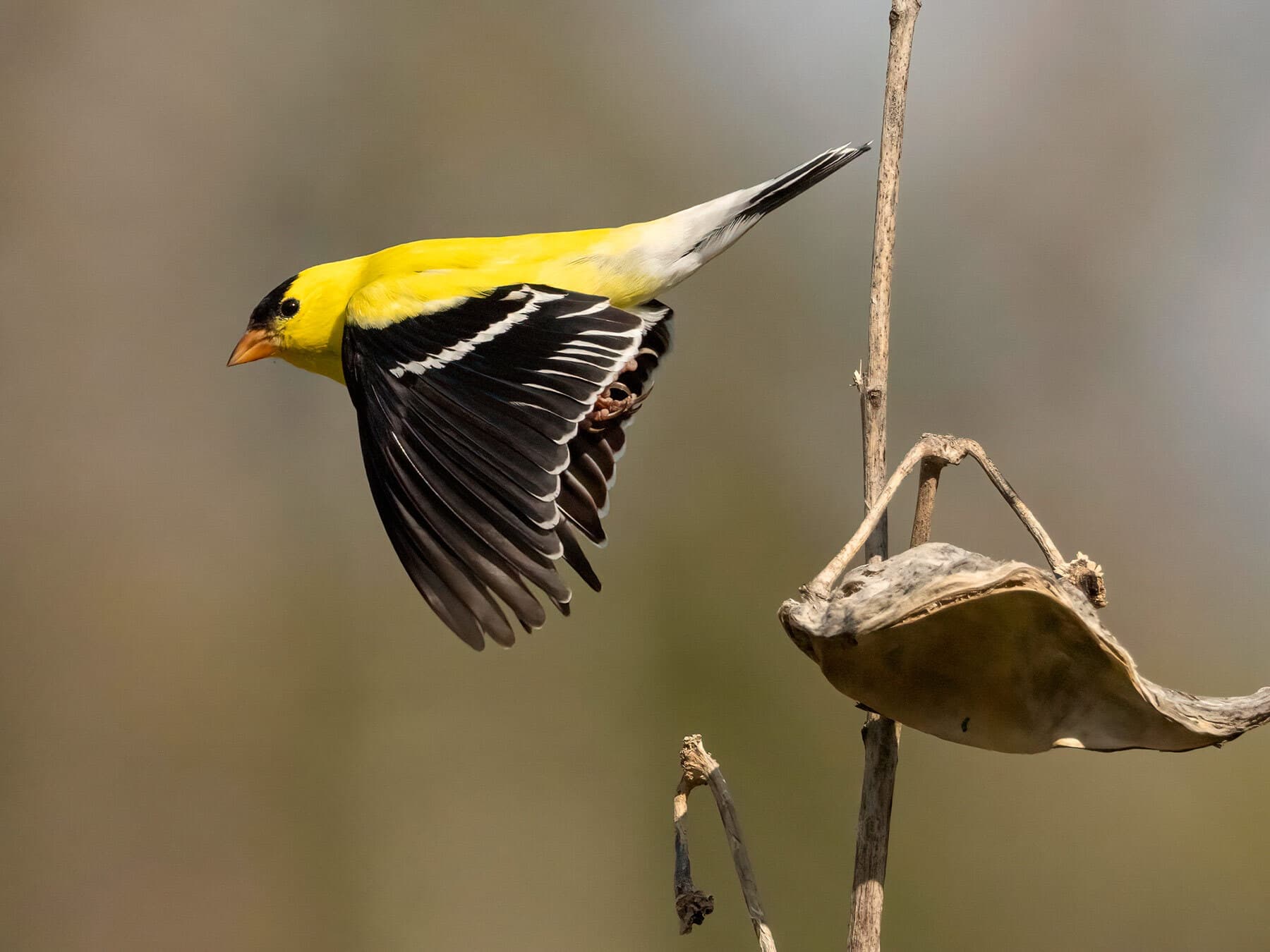 American goldfinch in flight