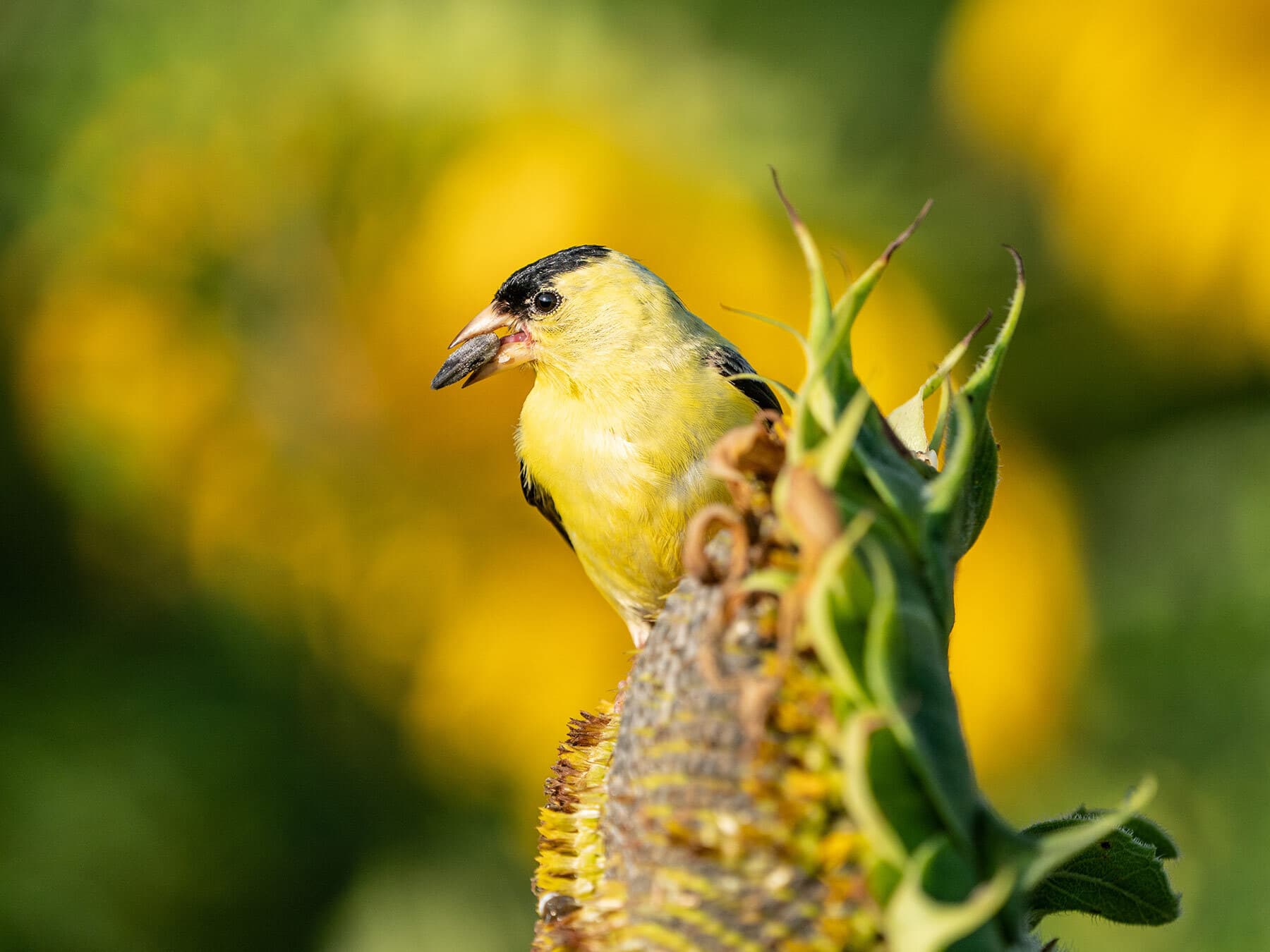 American goldfinch in summer