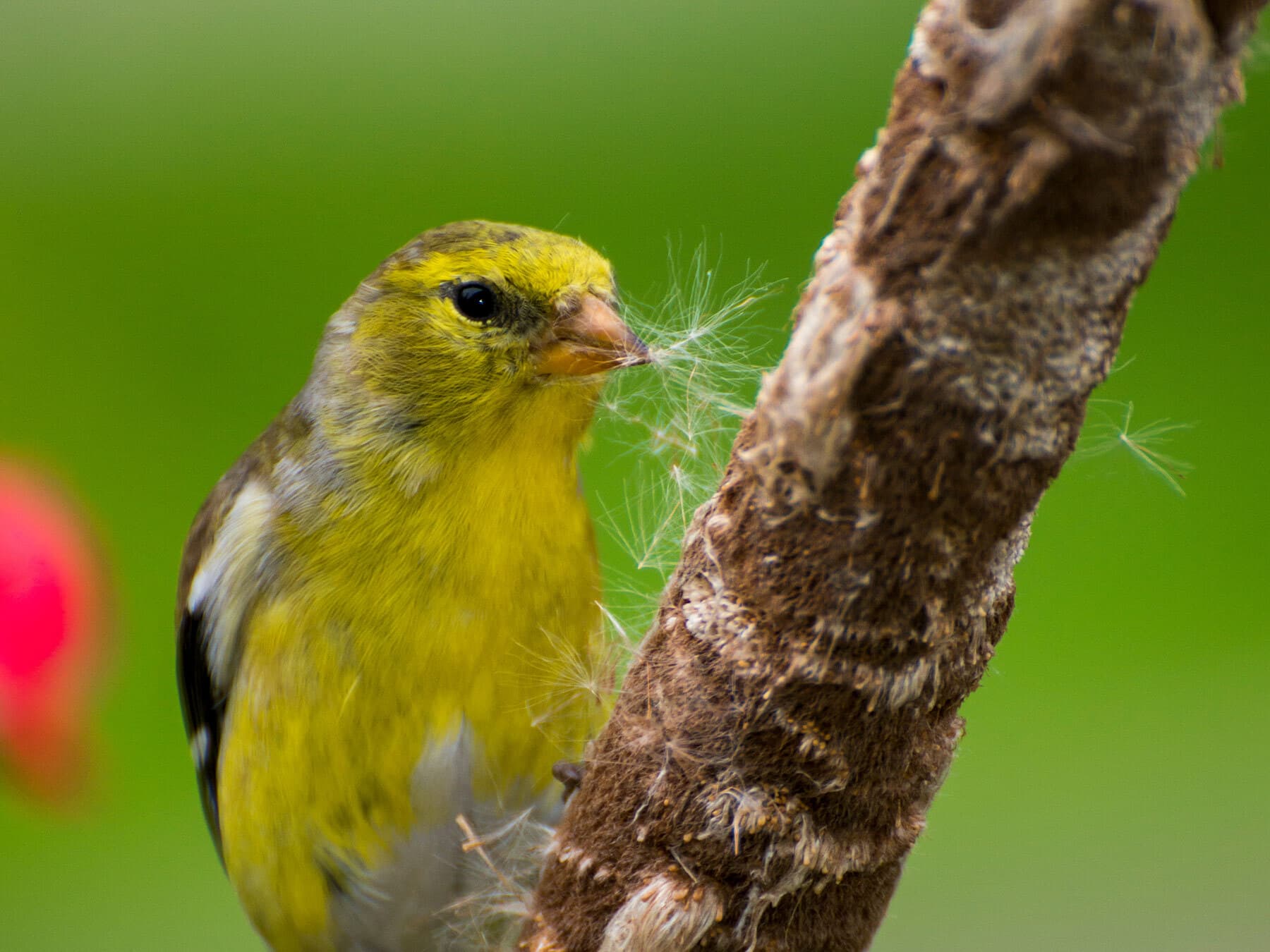 American goldfinch nesting