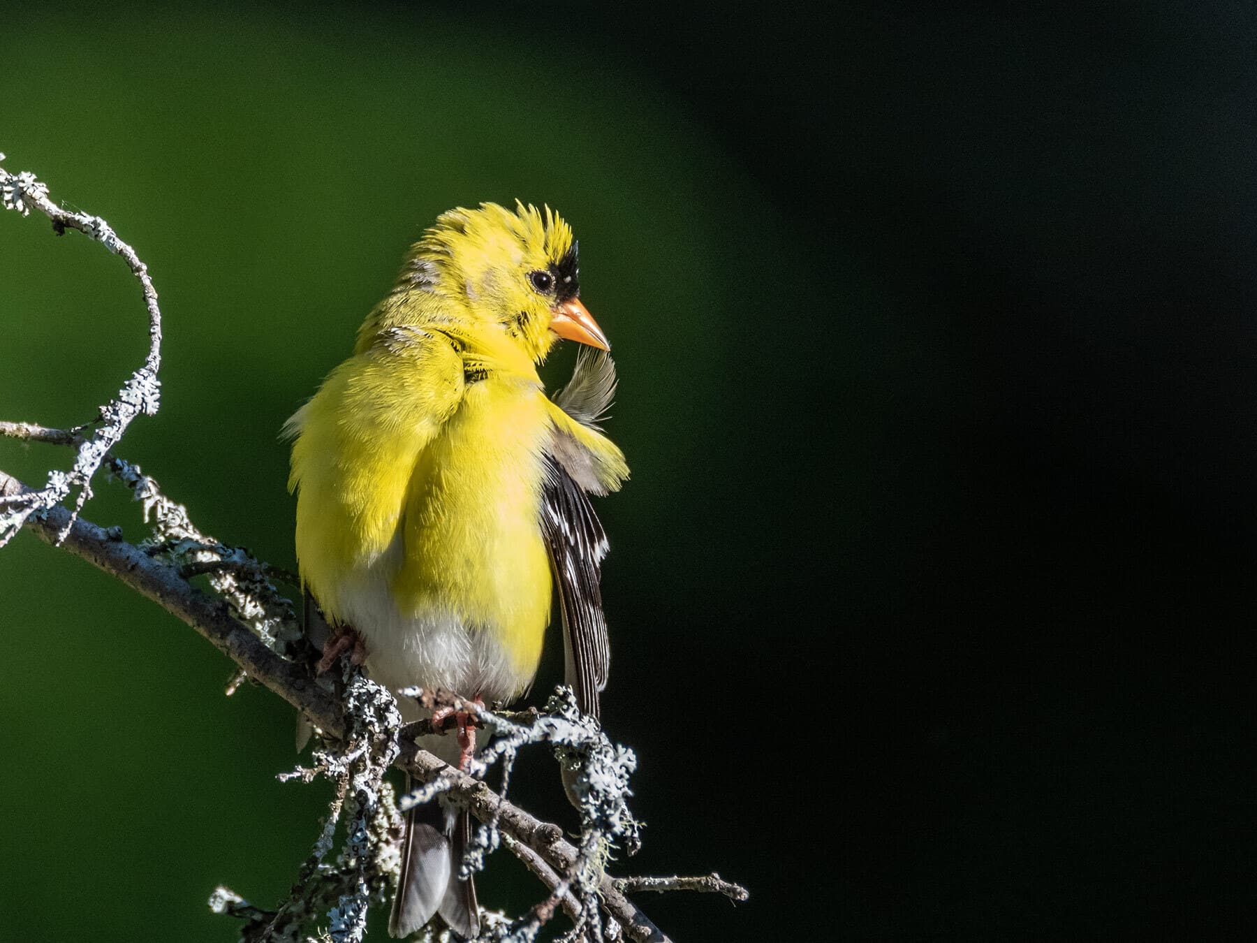 American goldfinch preening feathers