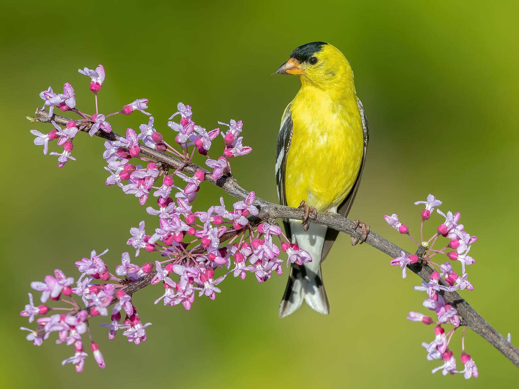American goldfinch summer