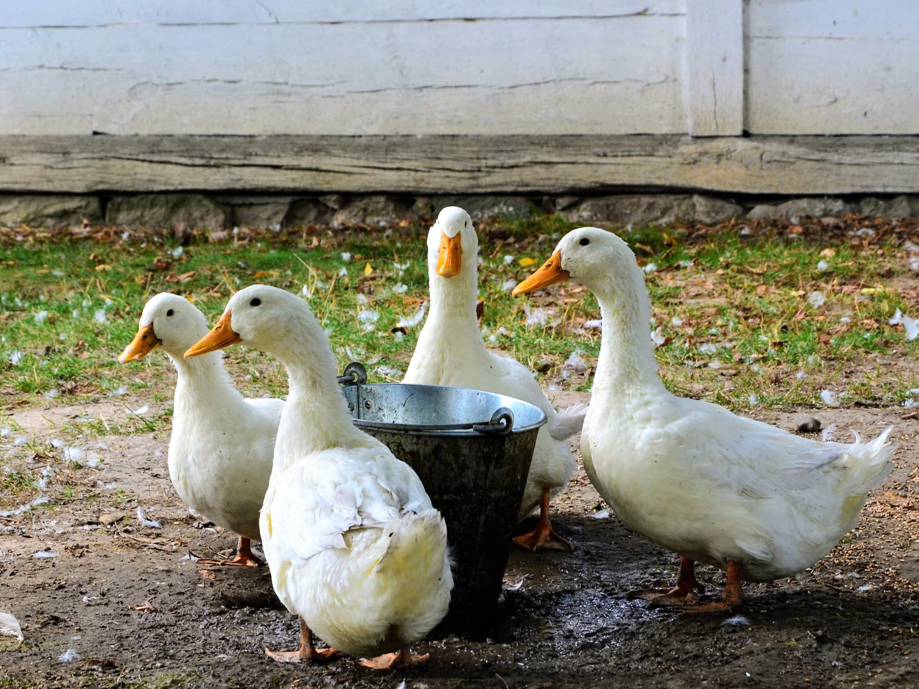 American pekin ducks in rural yard