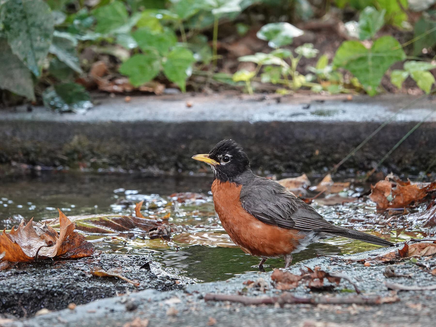 An American Robin bathing in a shallow puddle