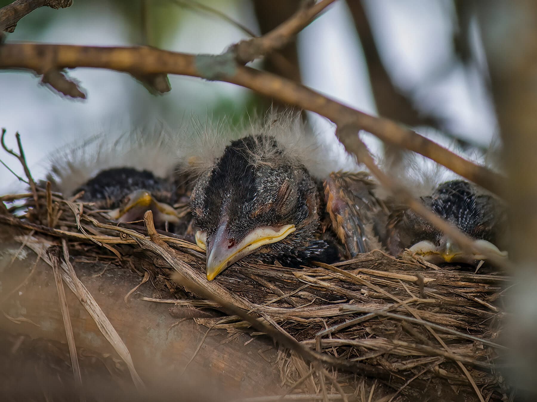 American robin chicks