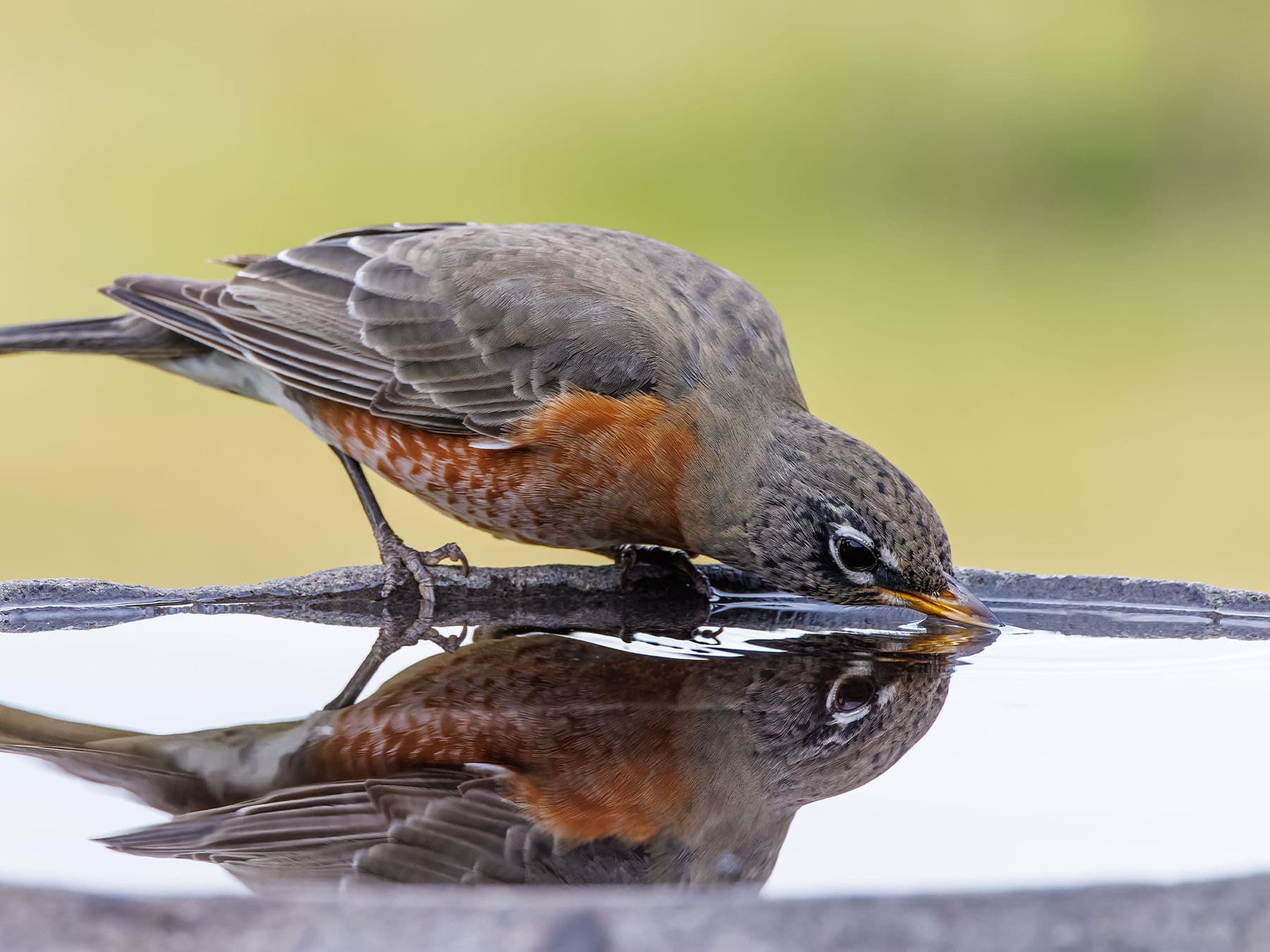 American robin drinking from garden birdbath