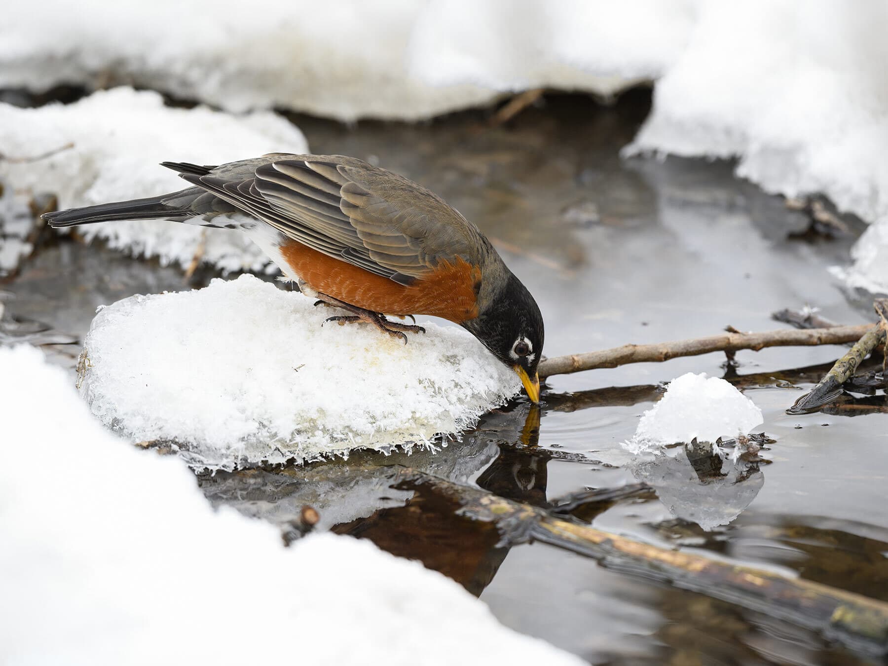American robin drinking winter