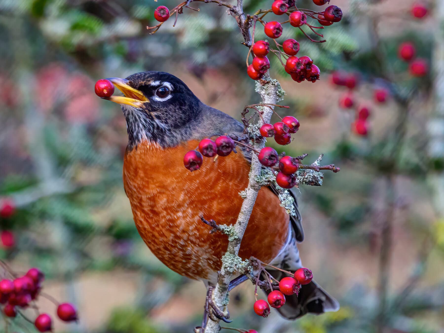 An American Robin eating red berries