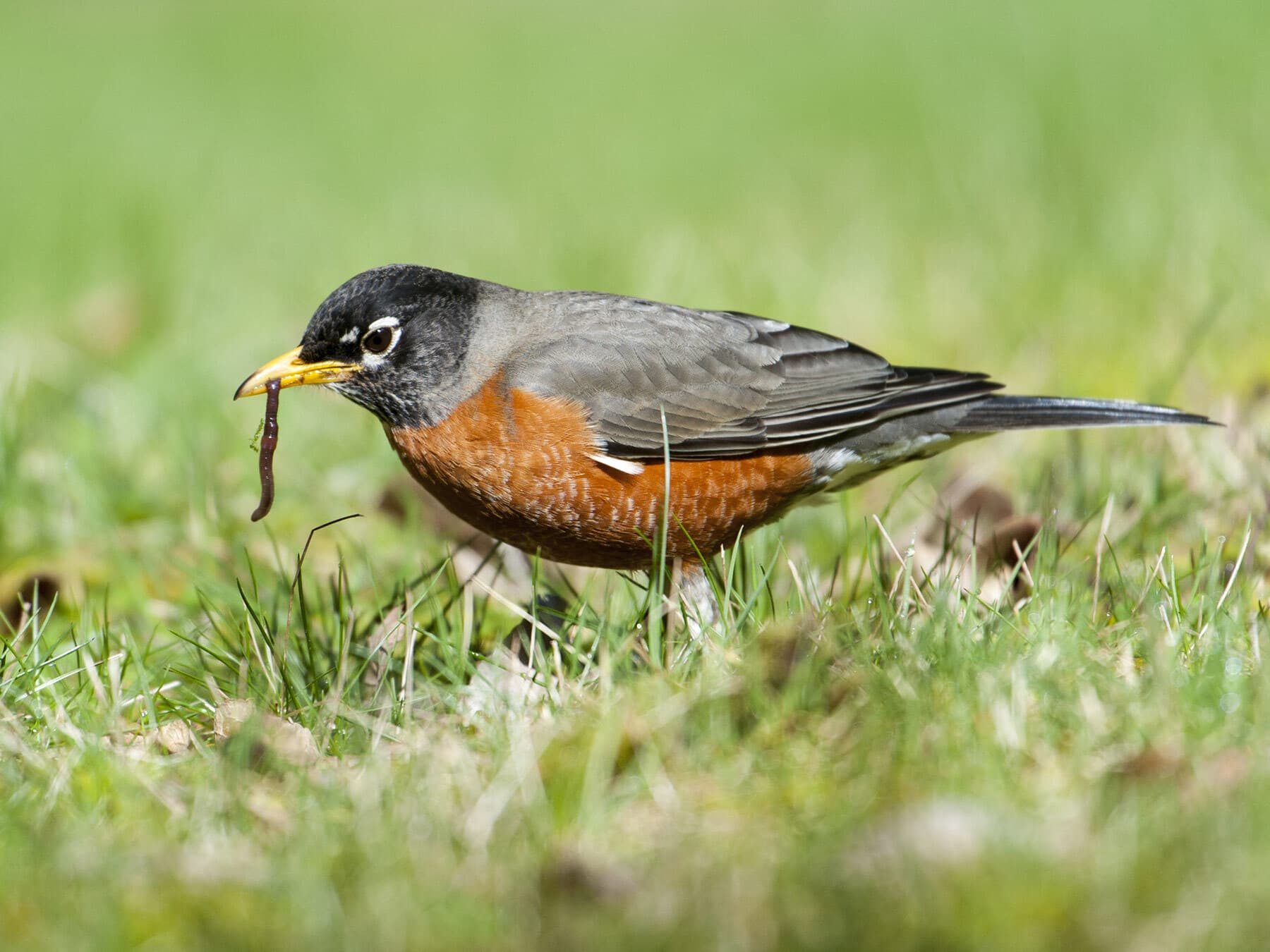 An American Robin with an earthworm on a lawn